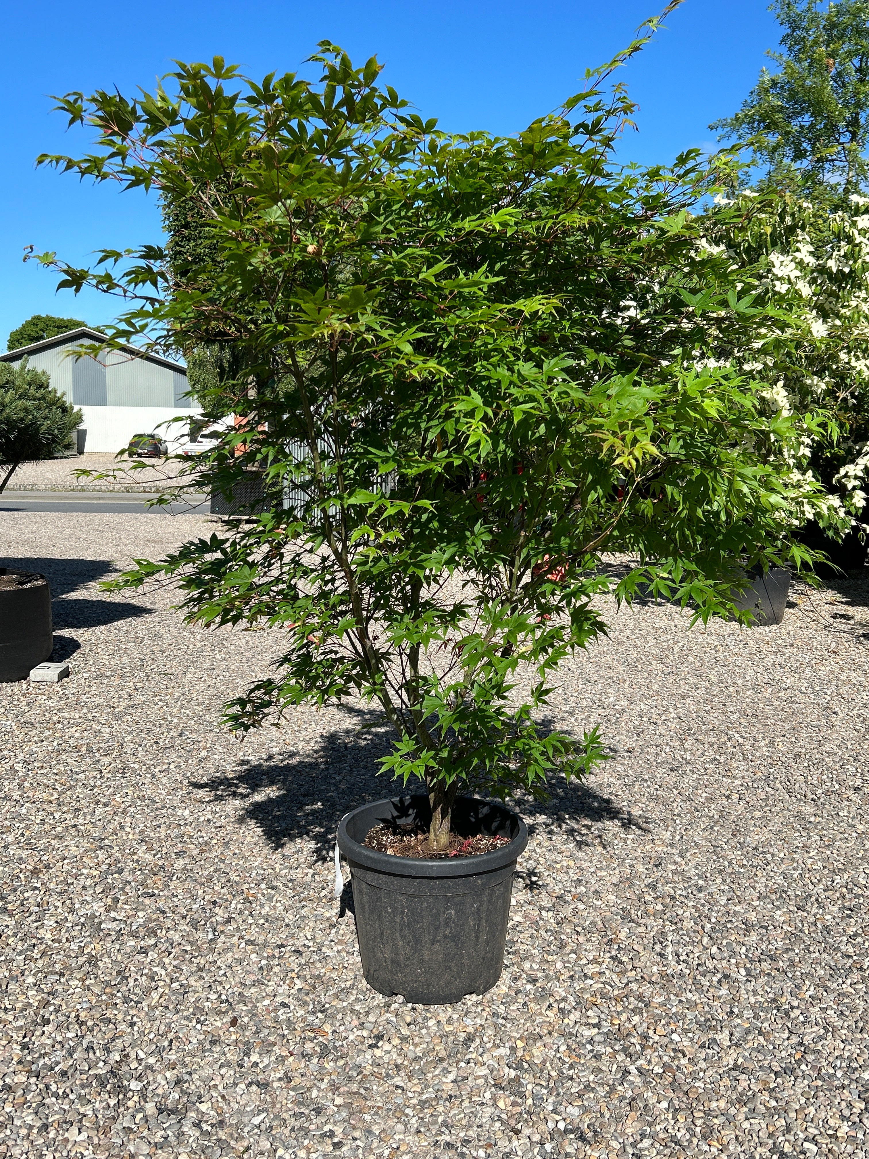 En tæt Acer palmatum Osakazuki busk med en lav, bred vækstform og sirligt klippede, tætte puder af store, friske grønne blade.