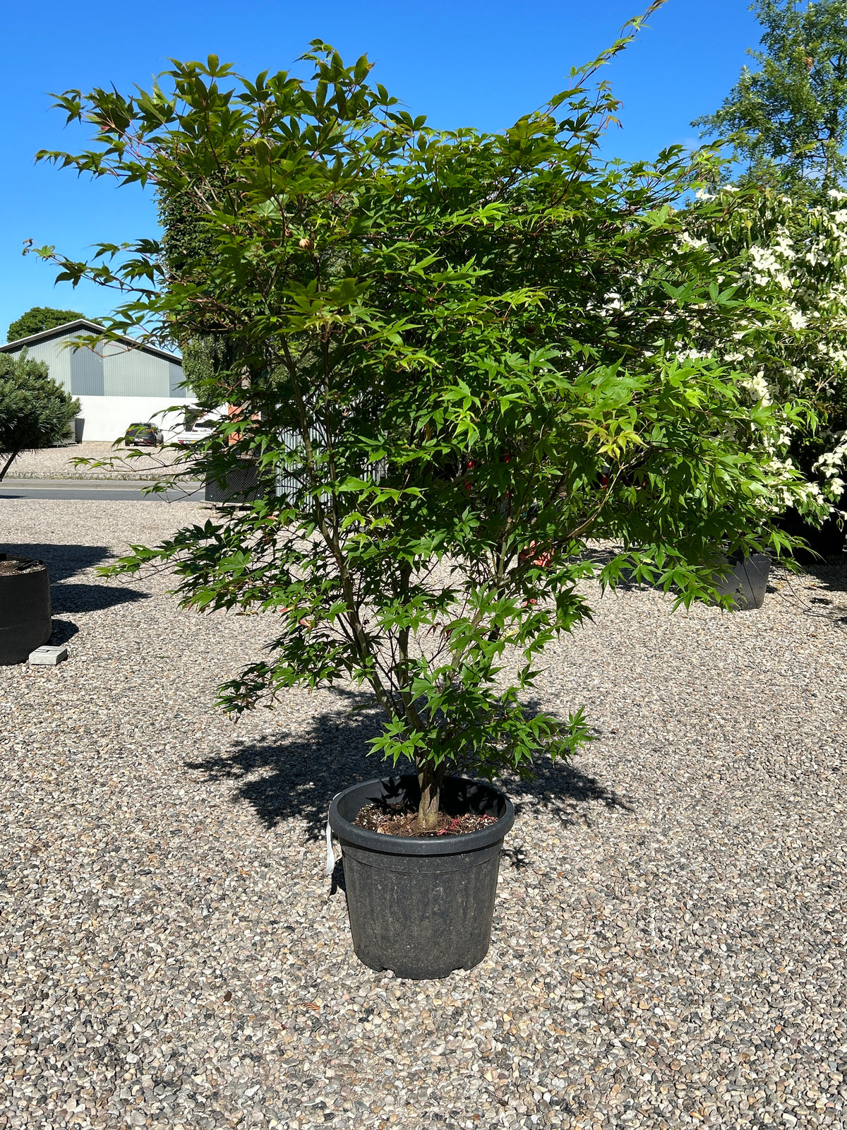 En tæt Acer palmatum Osakazuki busk med en lav, bred vækstform og sirligt klippede, tætte puder af store, friske grønne blade.
