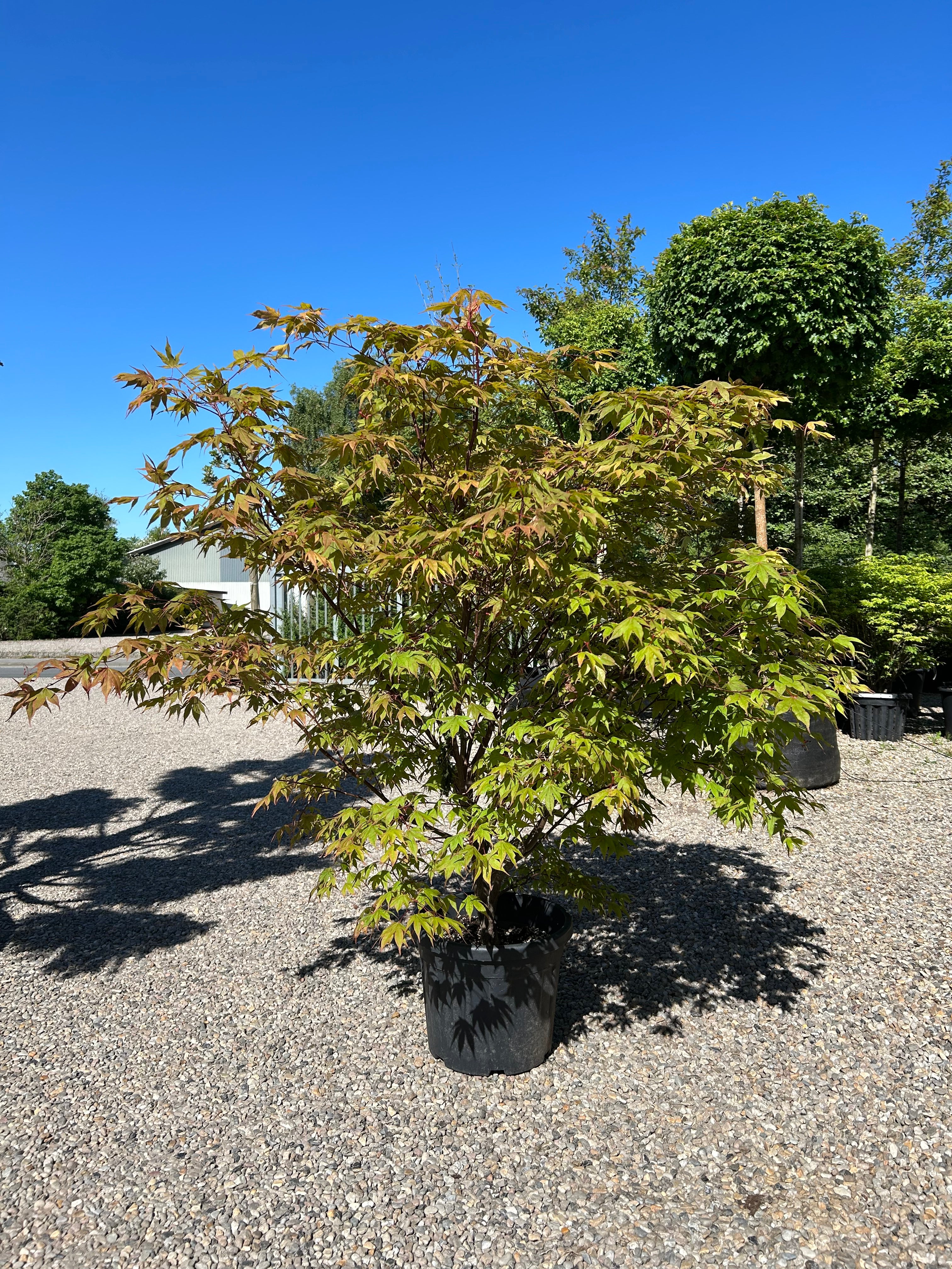 En buskformet Acer palmatum Osakazuki japansk ahorn, der viser overgangen til efteråret, hvor de sirligt trimmede, brede etagepuder af store grønne blade begynder at skifte farve med varme, orangerøde nuancer helt yderst på bladspidserne.