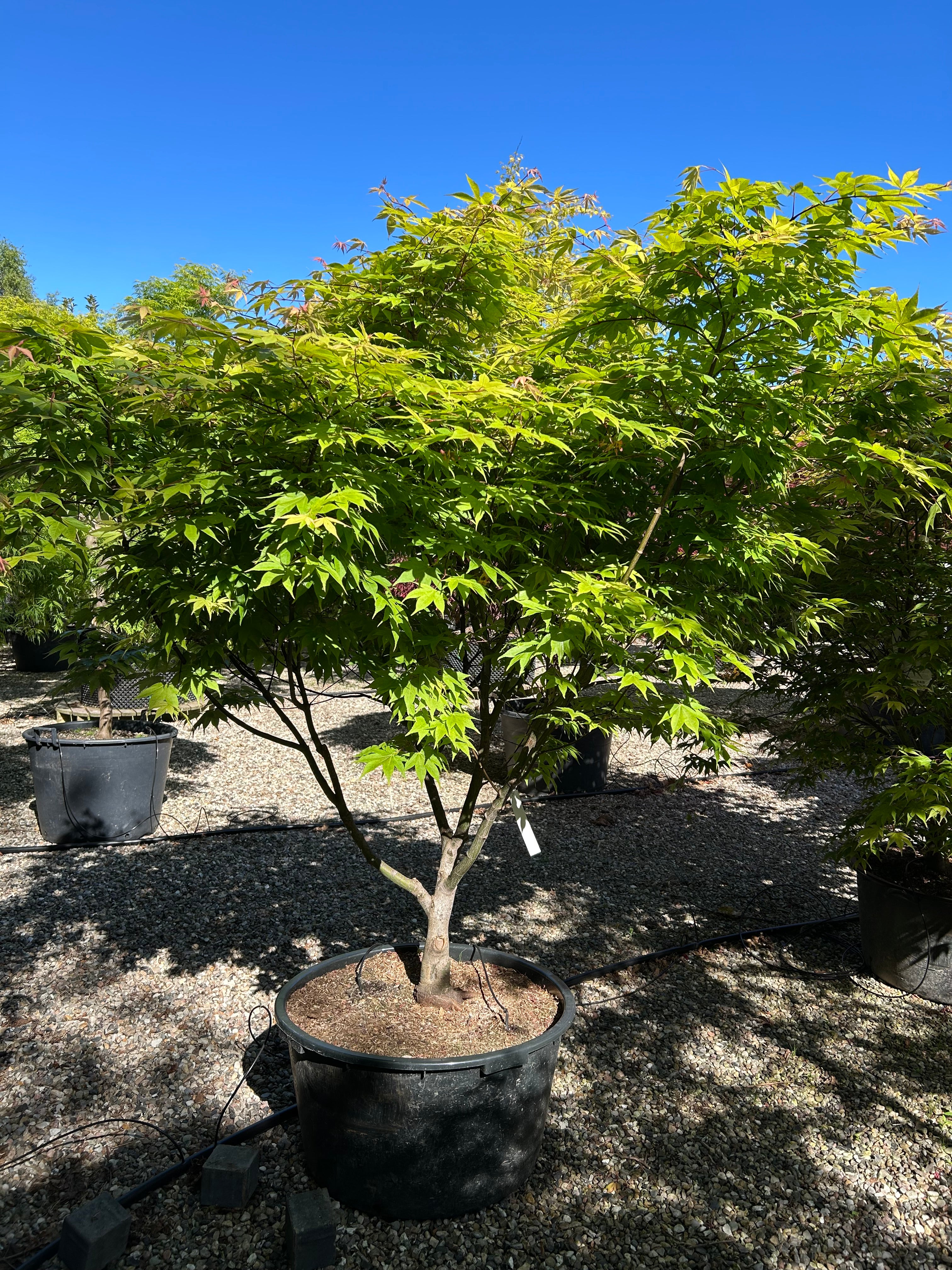 En stor, flerstammet Acer palmatum Osakazuki japansk ahorn, hvor en gruppe af glatte, gråbrune stammer rejser sig fra jorden og bærer brede, vandrette etagepuder fyldt med store, syvfligede grønne blade.