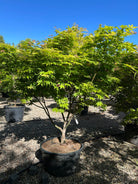 En stor, flerstammet Acer palmatum Osakazuki japansk ahorn, hvor en gruppe af glatte, gråbrune stammer rejser sig fra jorden og bærer brede, vandrette etagepuder fyldt med store, syvfligede grønne blade.
