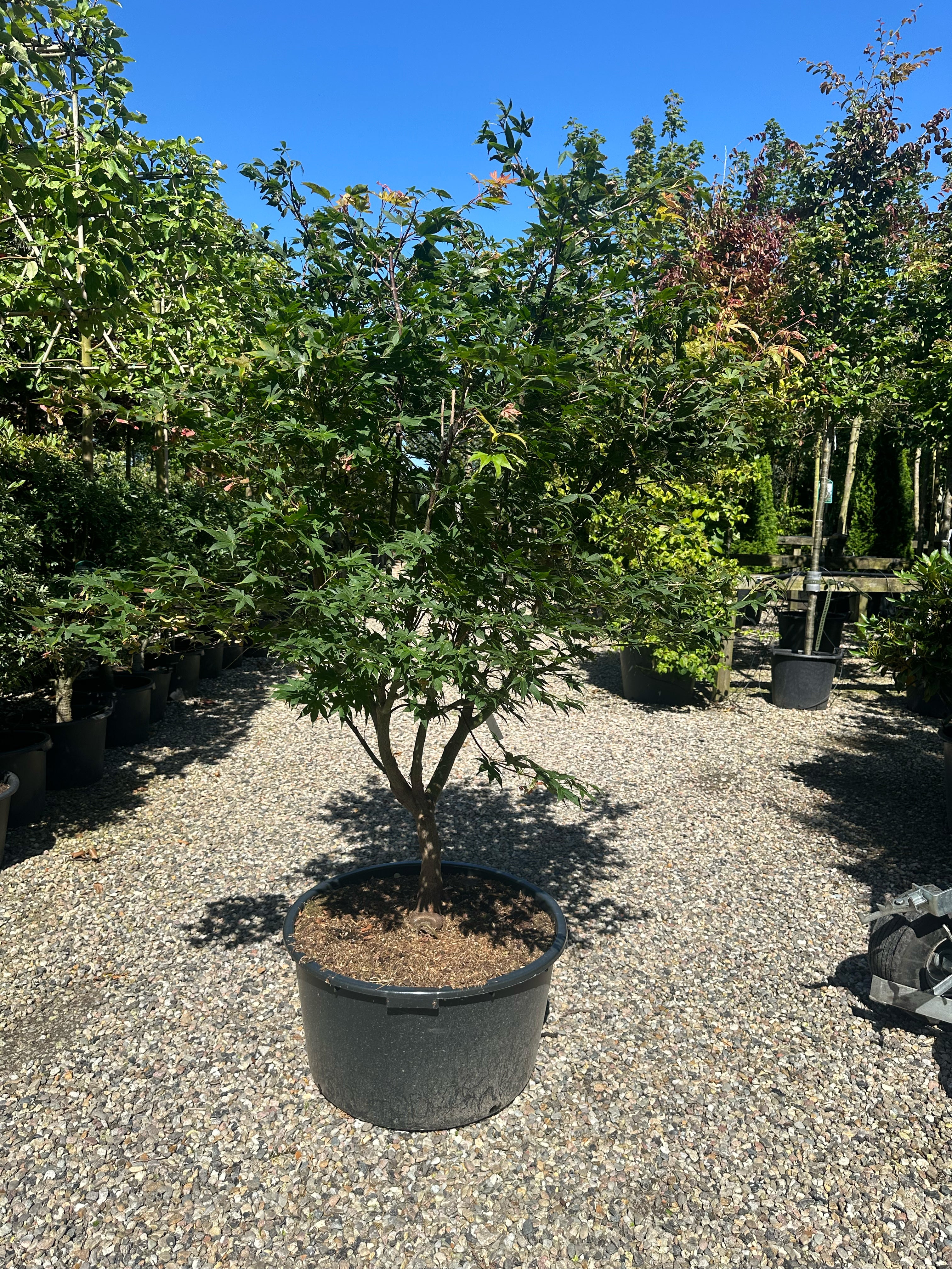En multistammet Acer palmatum Osakazuki med sirligt klippede, tætte etagepuder af store, friske grønne blade båret af flere glatte stammer.
