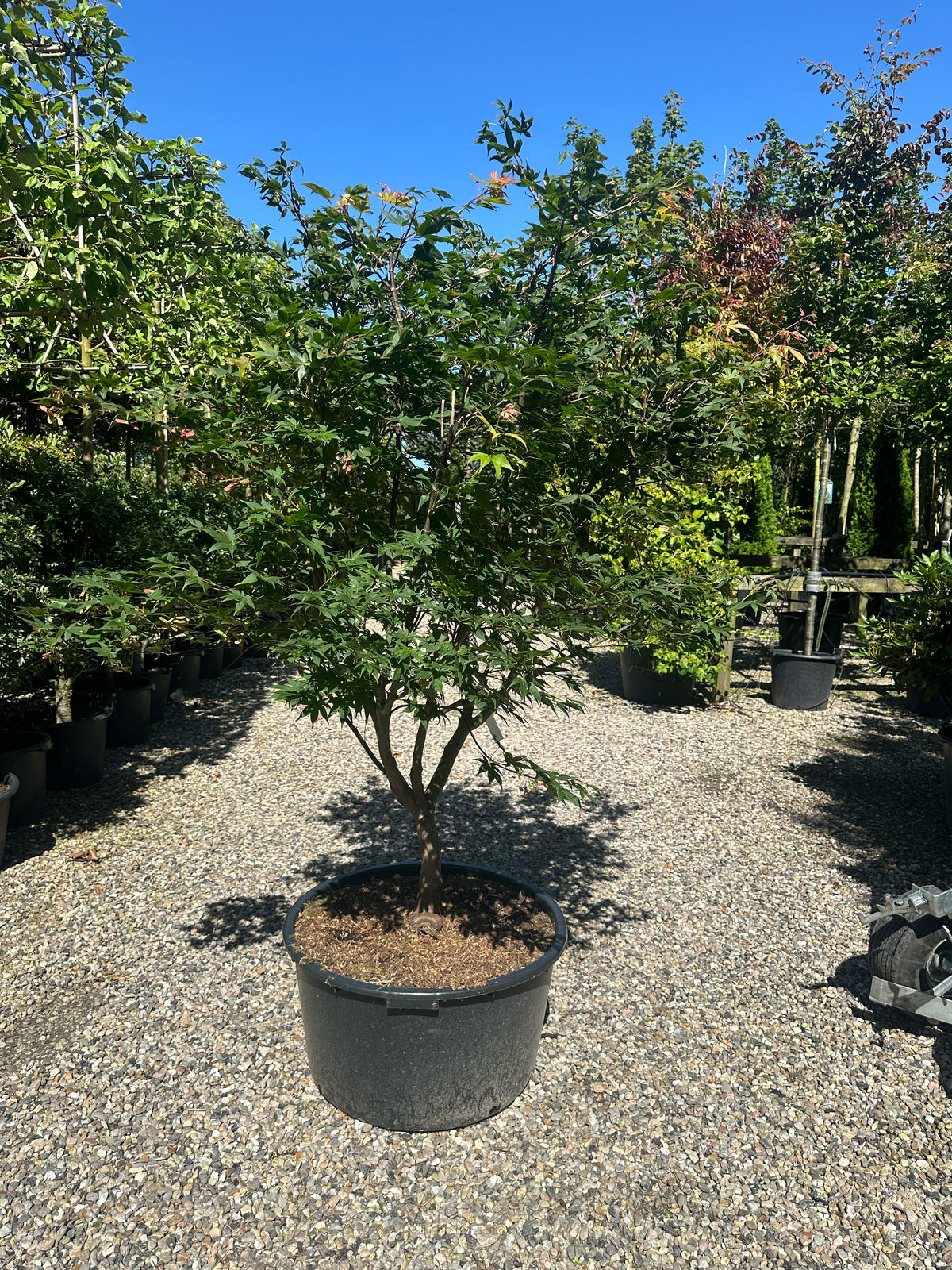 En multistammet Acer palmatum Osakazuki med sirligt klippede, tætte etagepuder af store, friske grønne blade båret af flere glatte stammer.