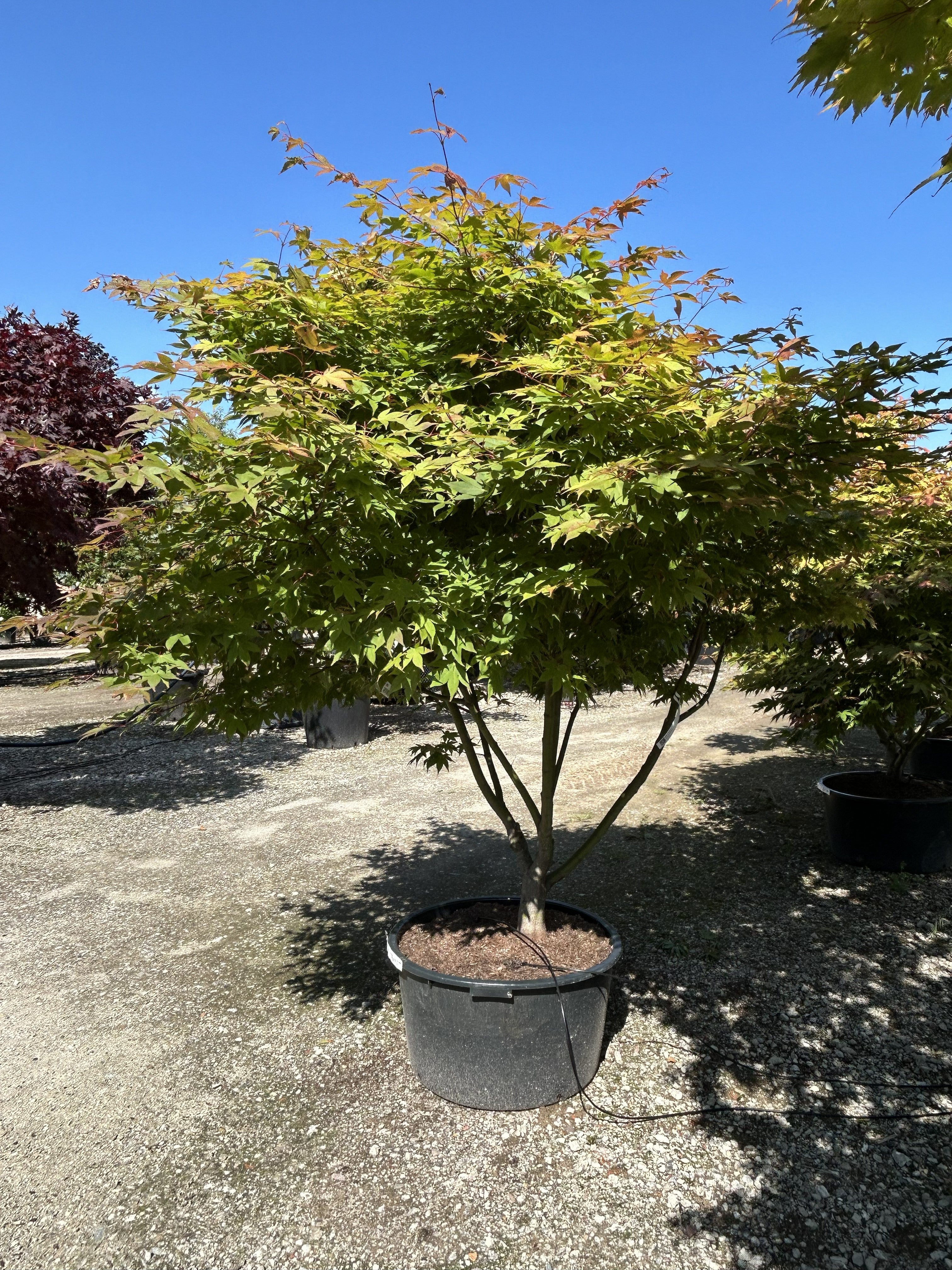 En multistammet Acer palmatum Osakazuki om efteråret med tætte, grønne løvpuder, hvor de store blade har fået begyndende, lysende orange spidser over de glatte stammer.