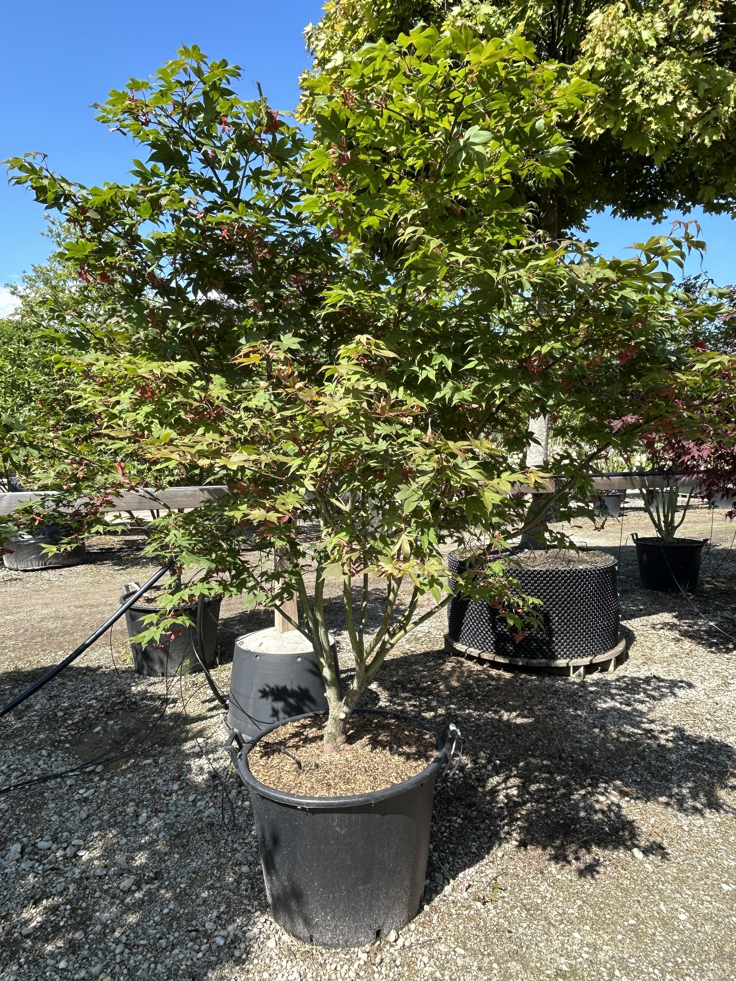 Multistammet japansk løn, Acer palmatum 'Osakazuki', med flere synlige stammer og en tæt, opret krone af grønne blade.