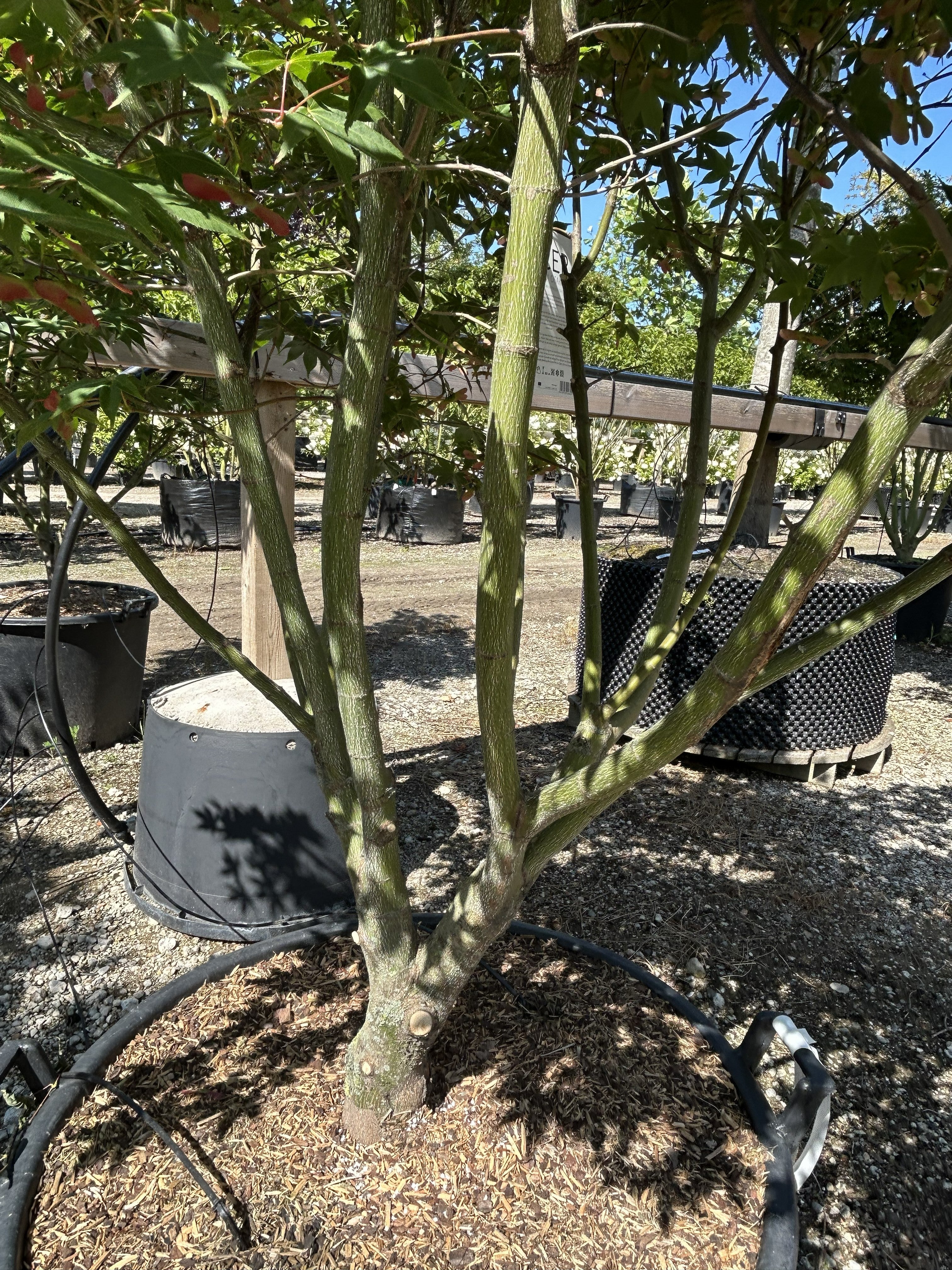 Multistammet japansk løn, Acer palmatum 'Osakazuki', med flere synlige stammer og en tæt, opret krone.