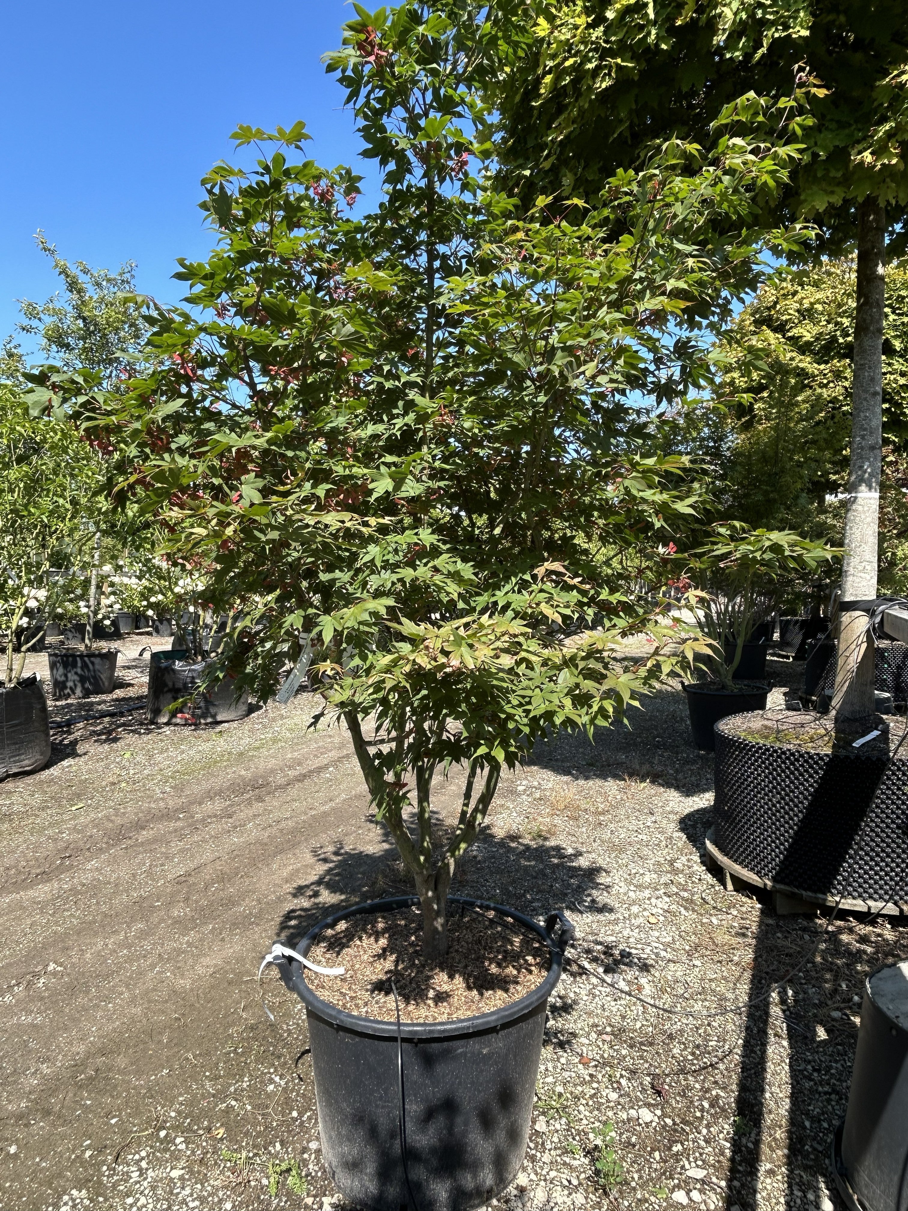Grøn japansk løn, Acer palmatum 'Osakazuki', med store, syvfligede blade, der får intense, ildrøde efterårsfarver.