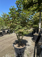 Grøn japansk løn, Acer palmatum 'Osakazuki', med store, syvfligede blade, der får intense, ildrøde efterårsfarver.