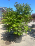 apansk ahorn, Acer palmatum 'Osakazuki', med store, syvfligede grønne blade, der får flammende røde efterårsfarver.