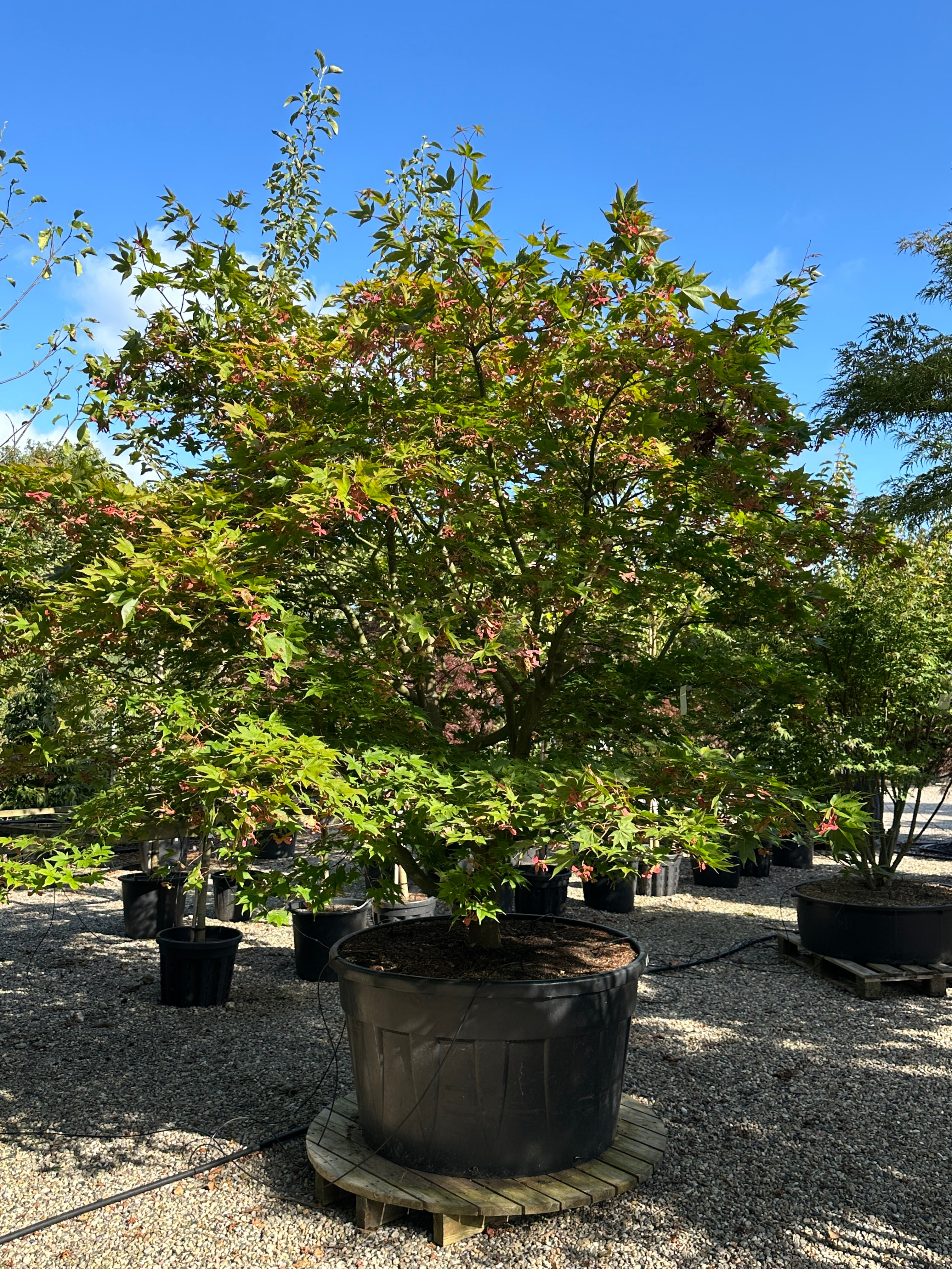 Skulpturel japansk ahorn, Acer palmatum Osakazuki, med ekstra bred krone. 