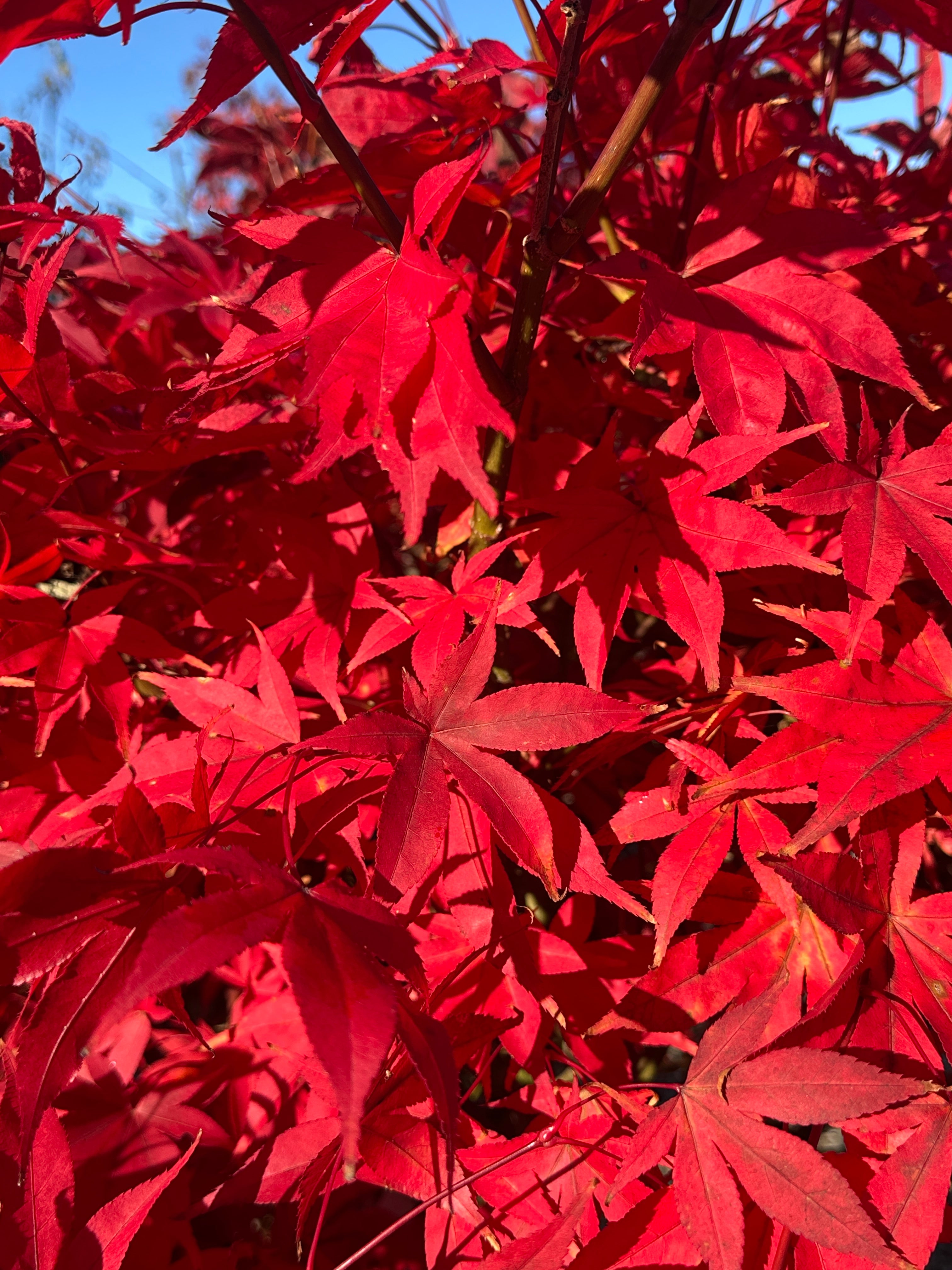Ildrøde efterårsblade på en japansk løn, Acer palmatum 'Osakazuki', med de karakteristiske store, fligede blade.