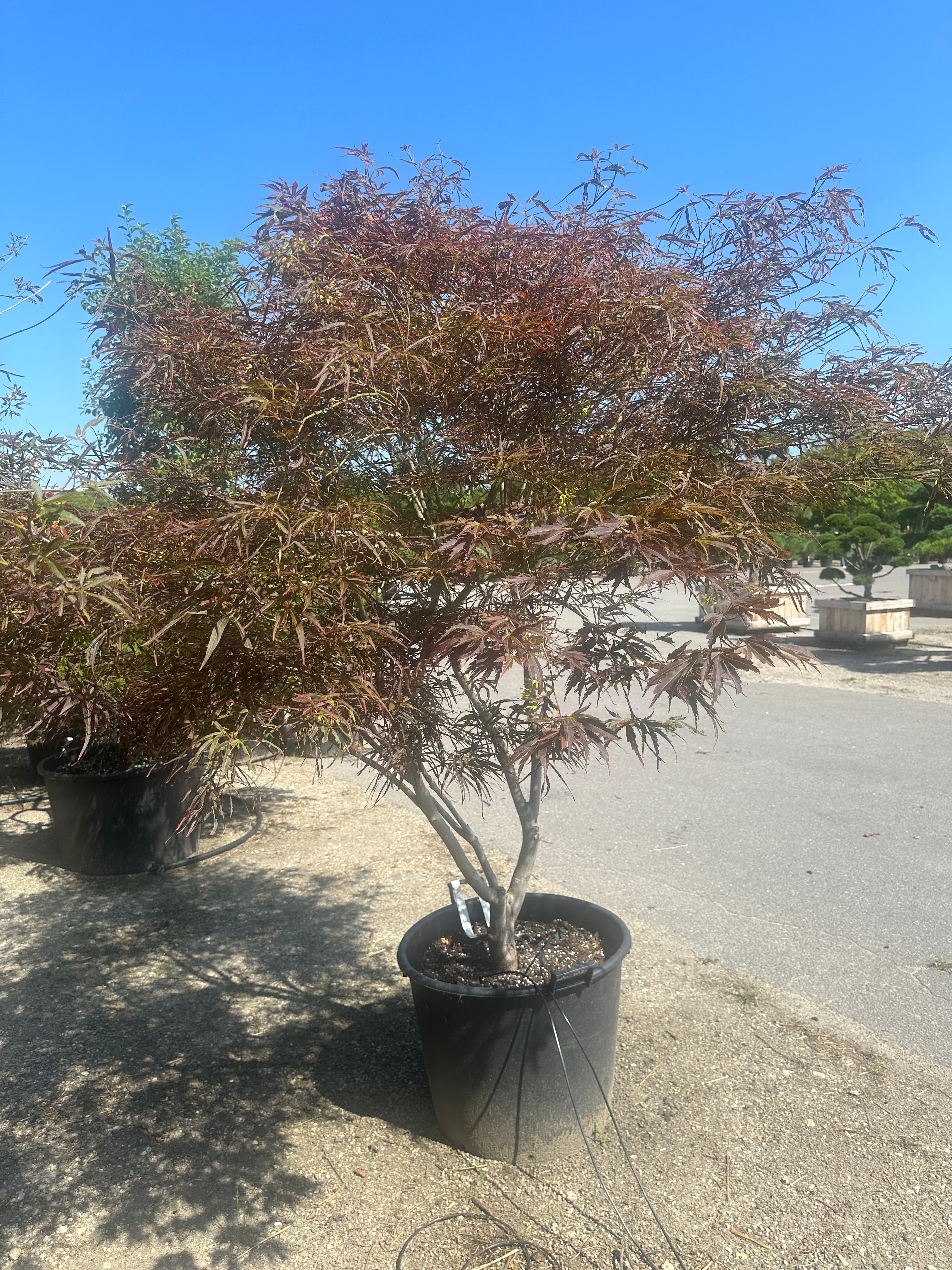 En multistammet Acer palmatum 'Red Pygmy' som viser de tætte, vandrette puder af meget smalle, fjeragtige purpurrøde blade.