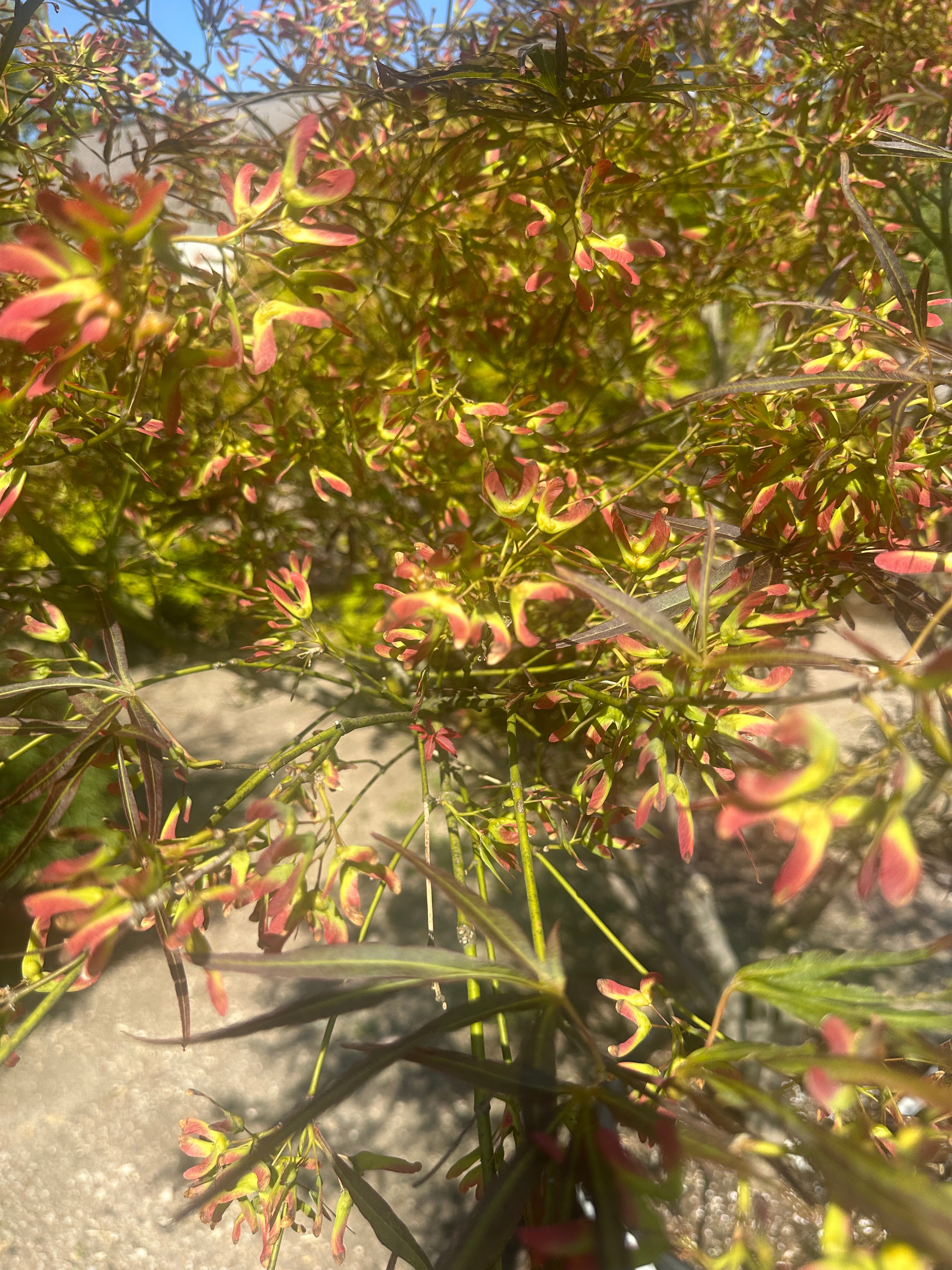  En Acer palmatum 'Red Pygmy' i maj, hvor bittesmå purpurrøde blomsterklaser hænger under de nyudsprungne, fjeragtige røde løvpuder på de mange stammer.
