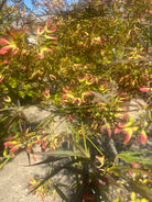  En Acer palmatum 'Red Pygmy' i maj, hvor bittesmå purpurrøde blomsterklaser hænger under de nyudsprungne, fjeragtige røde løvpuder på de mange stammer.
