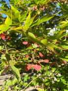 Flotte dekorative blade og vingede propeller på japansk ahorn her på sorten Acer palmatum Osakazuki  