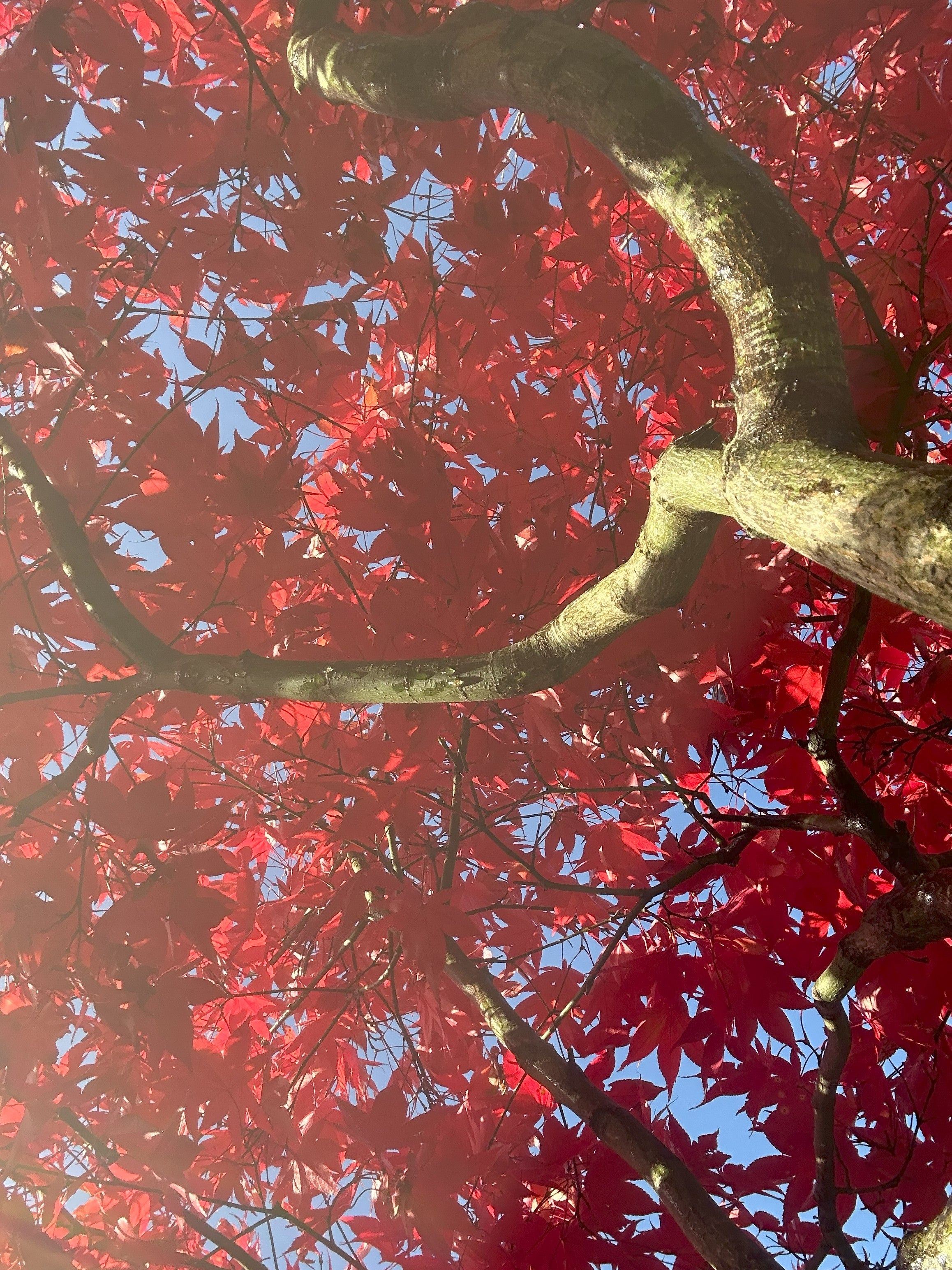 Smukke blade i høstfarve med efterårssolen. 
