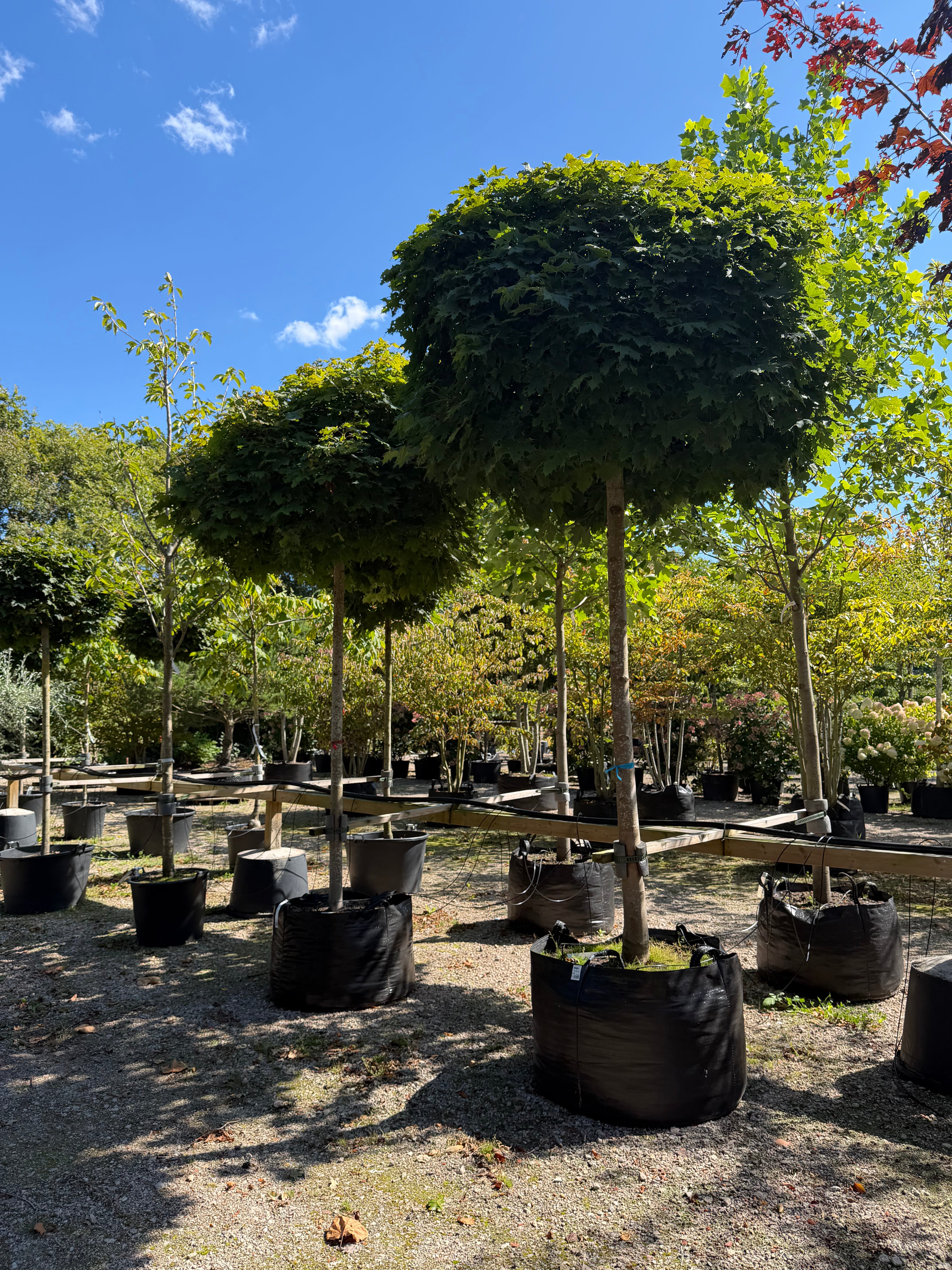 Opstammet Acer platanoides Globosum kugleahorn med høj bar stamme og en perfekt tæt, kugleformet krone med store grønne blade.