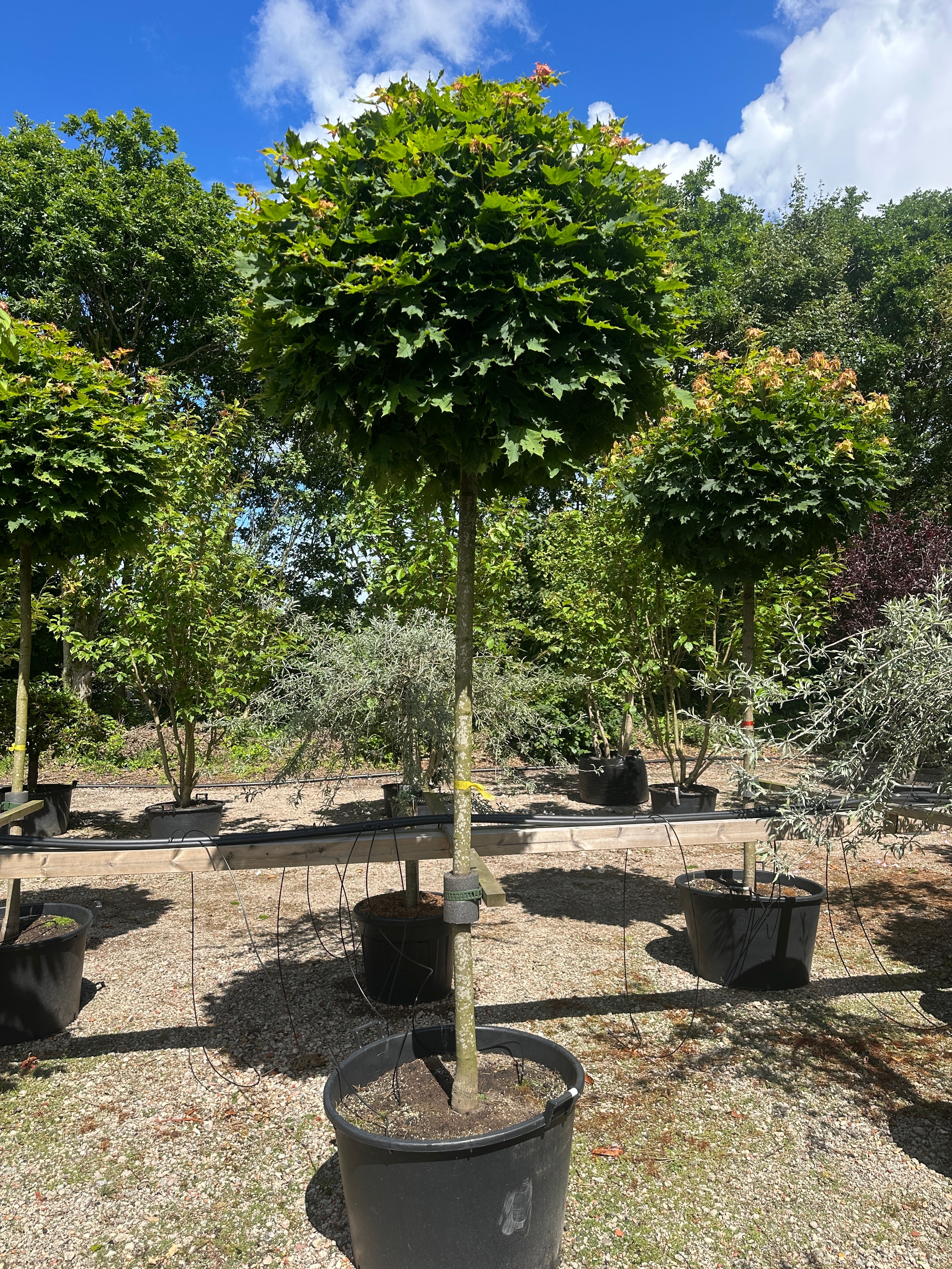 Opstammet acer platanoides ´Globosum´- kugleahorn med en bar, opret stamme og en tæt, naturligt kuglerund krone af grønne blade.