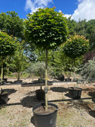 Opstammet acer platanoides ´Globosum´- kugleahorn med en bar, opret stamme og en tæt, naturligt kuglerund krone af grønne blade.