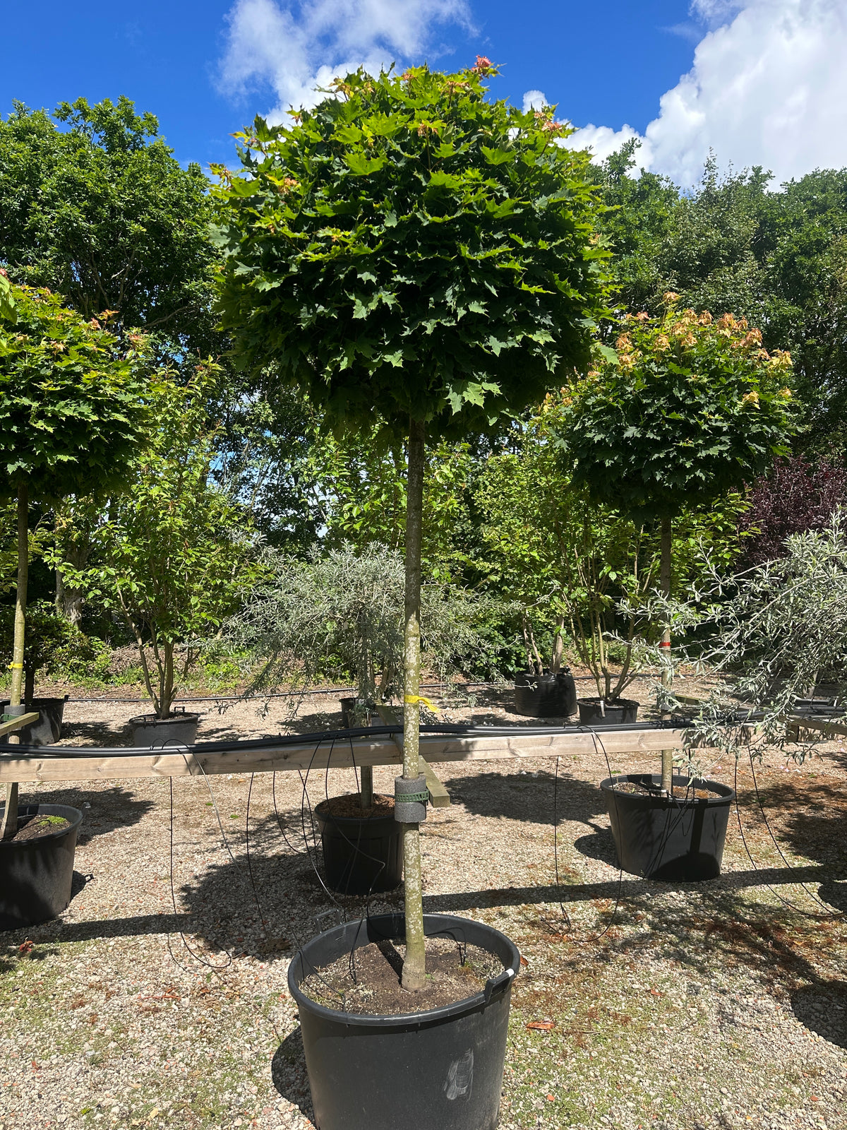 Opstammet acer platanoides ´Globosum´- kugleahorn med en bar, opret stamme og en tæt, naturligt kuglerund krone af grønne blade.