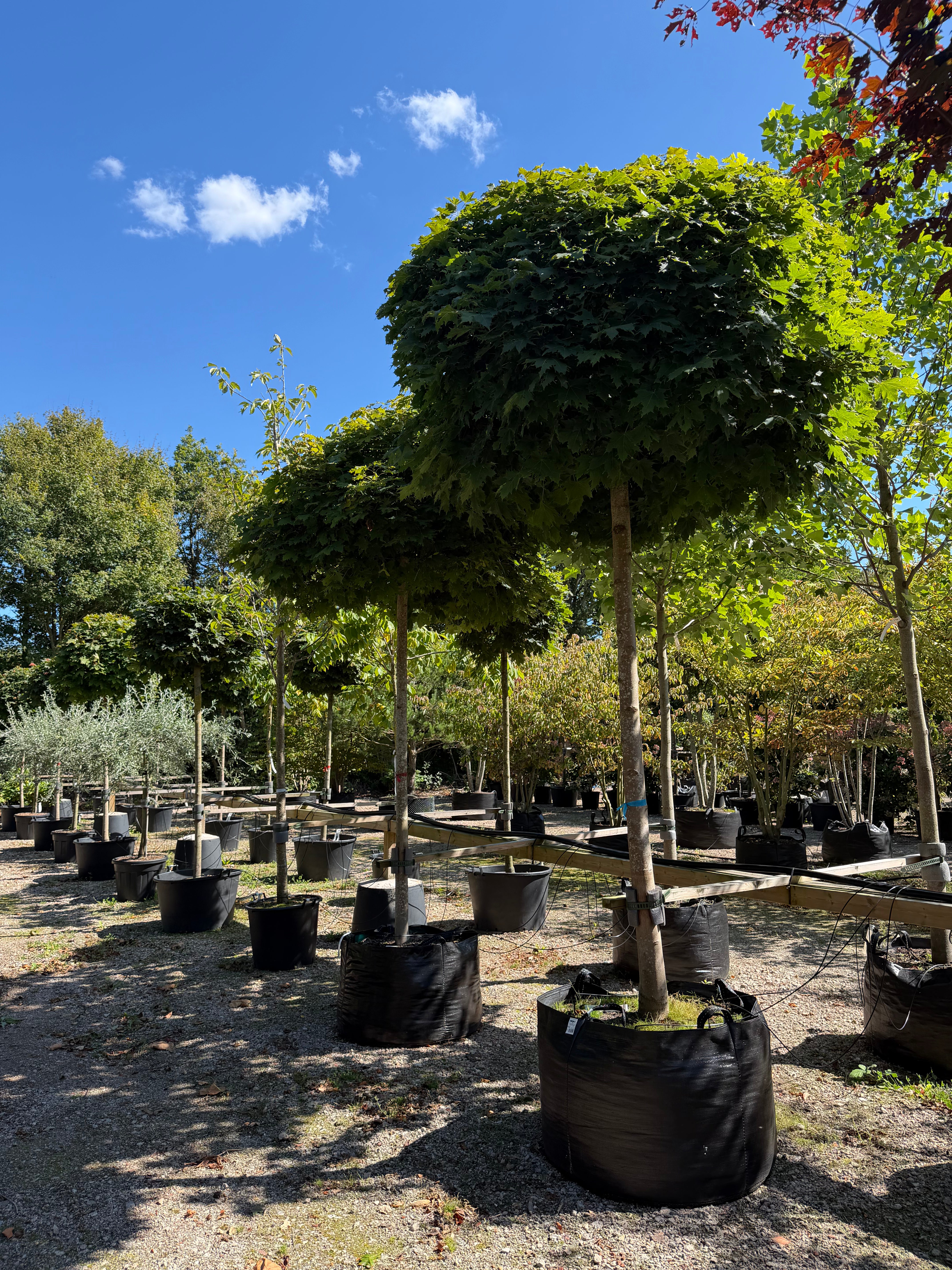 Opstammet Acer platanoides Globosum kugleahorn med høj bar stamme og en perfekt tæt, kugleformet krone med store grønne blade.