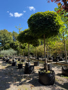 Opstammet Acer platanoides Globosum kugleahorn med høj bar stamme og en perfekt tæt, kugleformet krone med store grønne blade.