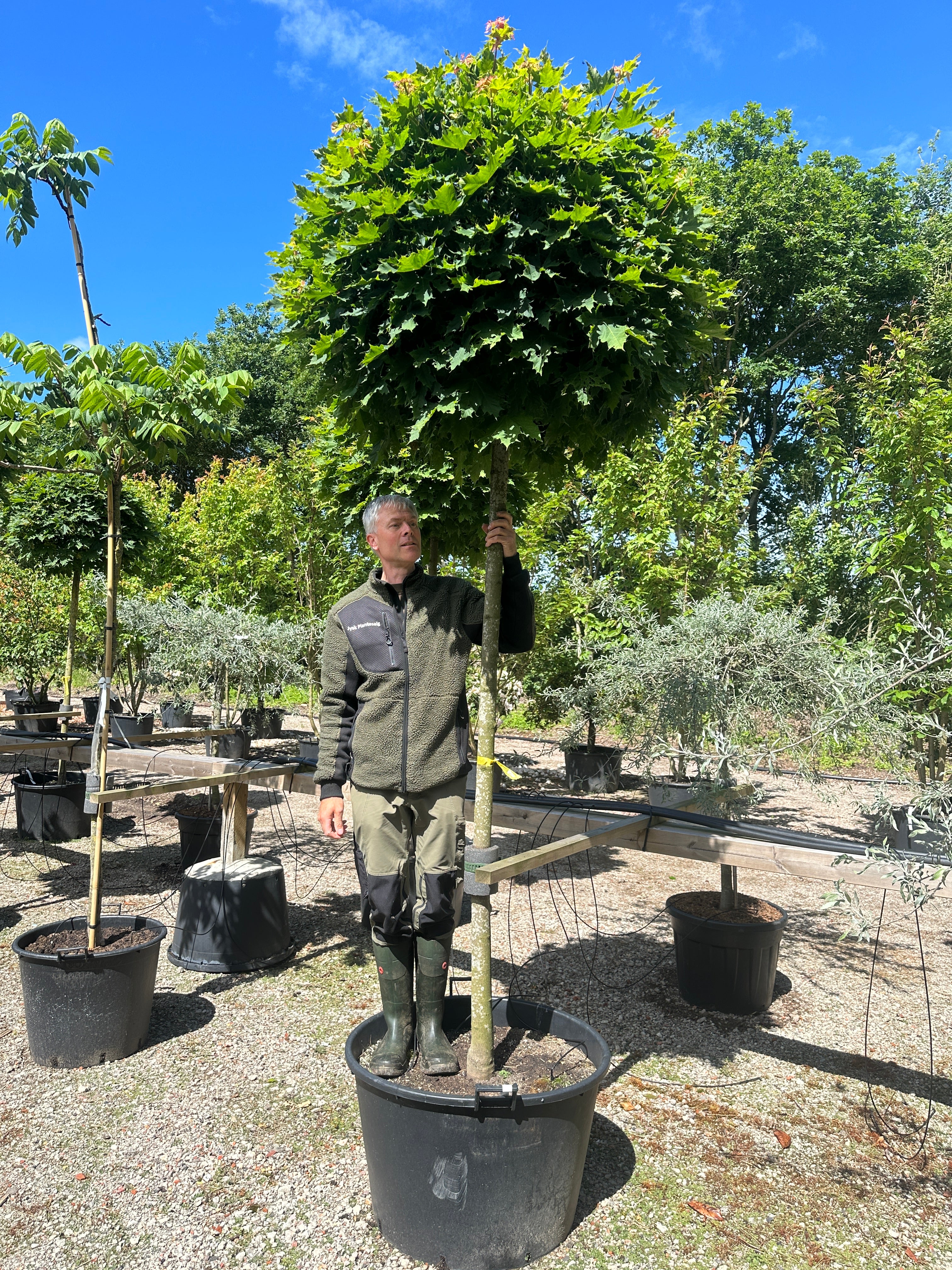 Opstammet acer platanoides ´Globosum´- kugleahorn med en bar, opret stamme og en tæt, naturligt kuglerund krone af grønne blade.
