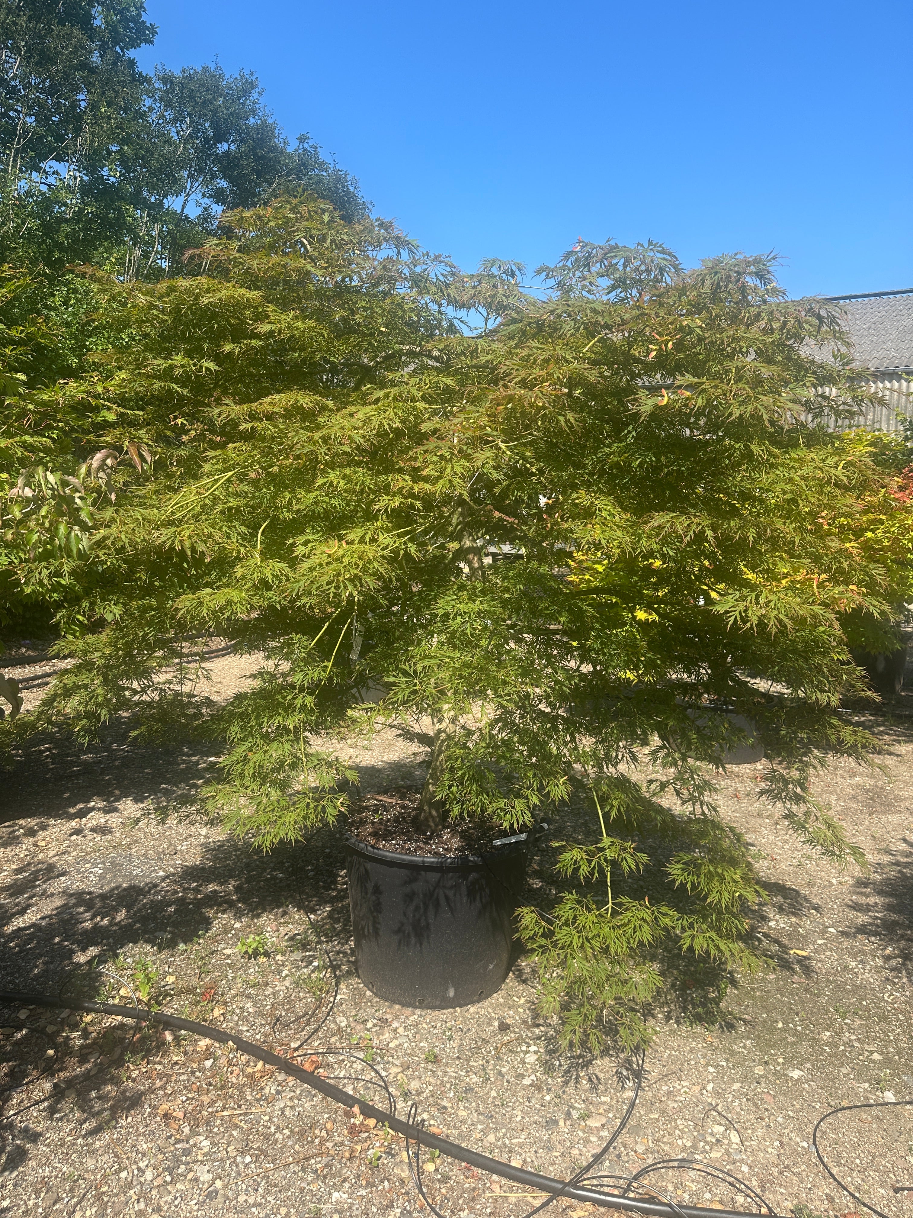 Opstammet Acer pseudosieboldianum 'Ice Dragon' som viser de tætte, vandrette puder af grønne og fjeragtige blade, der bæres af den glatte stamme.