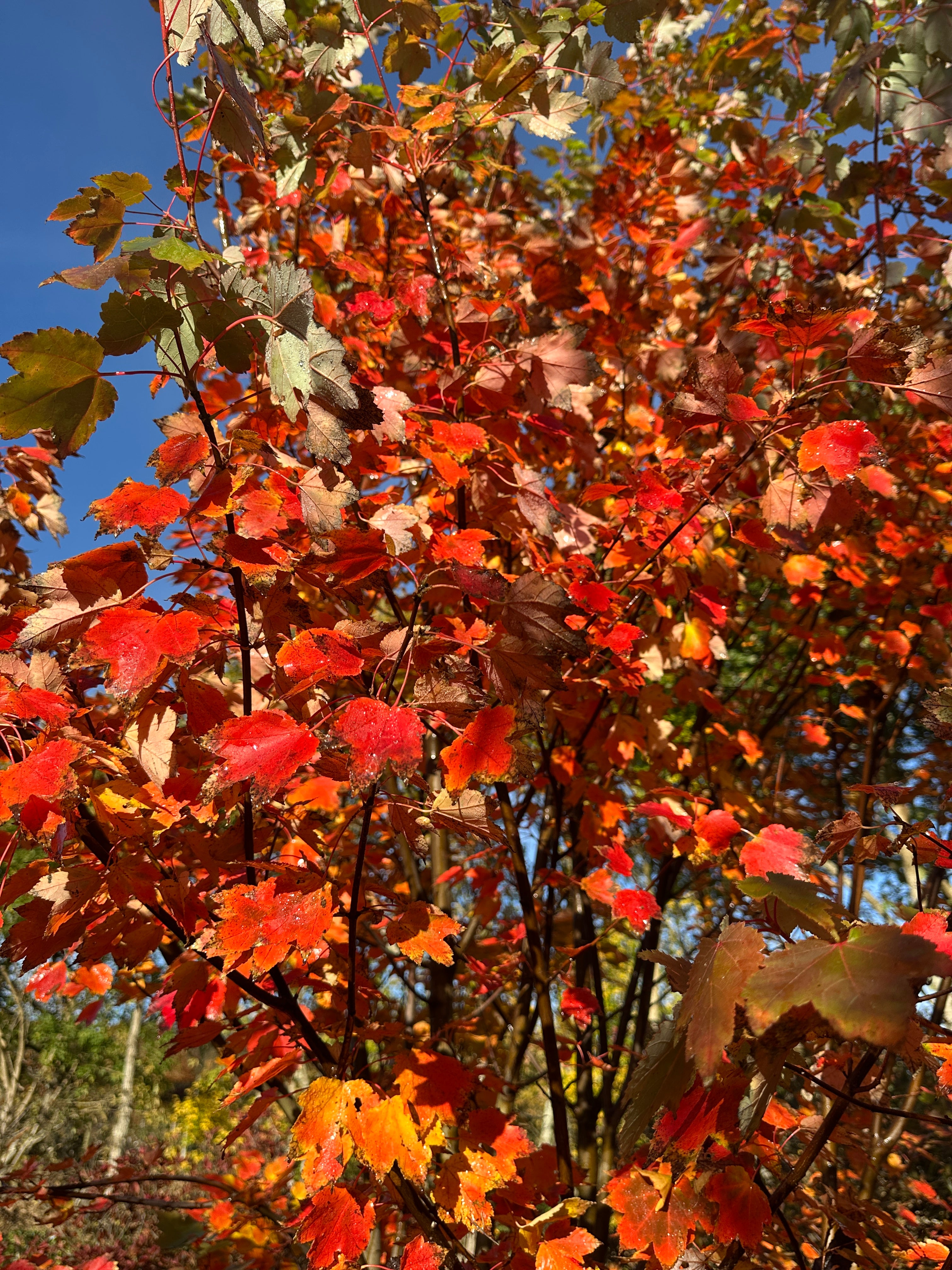 Nærbillede af de tre- til femlappede blade fra en Rød løn - Acer rubrum i karminrøde efterårsfarver.