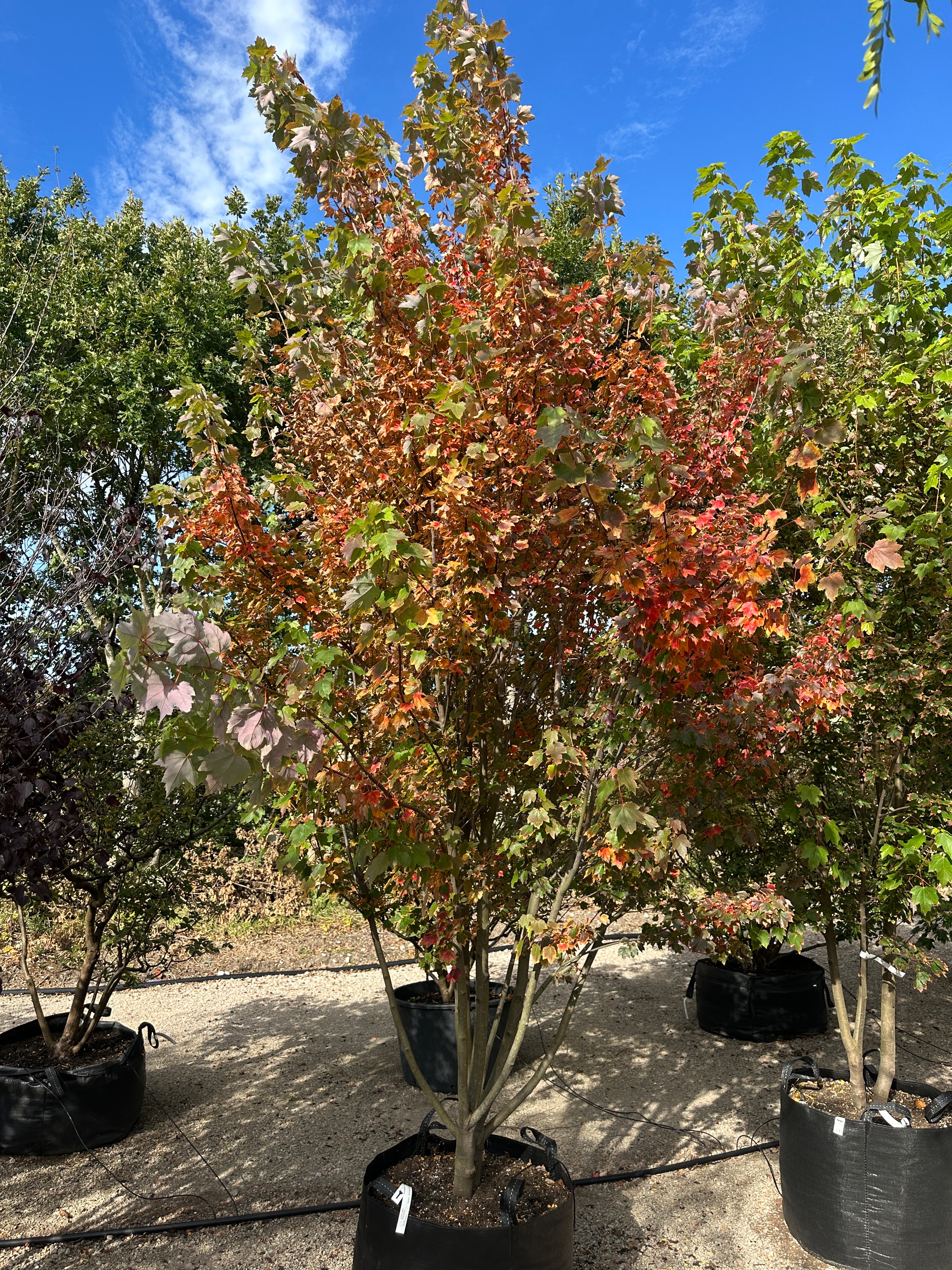 Flerstammet Acer rubrum - Rød løn i fuld figur, hvor kronen begynder at fåvkarminrøde og orange efterårsfarver, mens de lysegrå stammer forgrener sig flot fra jorden.