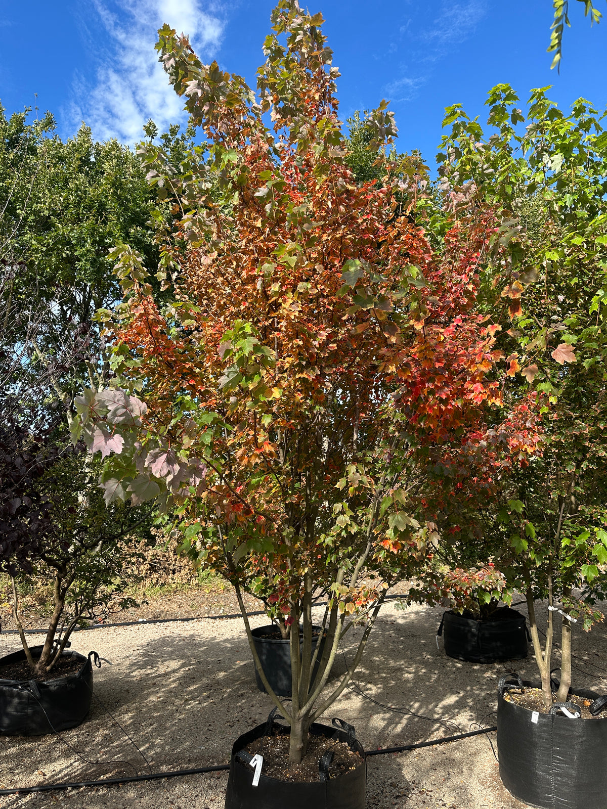 Flerstammet Acer rubrum - Rød løn i fuld figur, hvor kronen begynder at fåvkarminrøde og orange efterårsfarver, mens de lysegrå stammer forgrener sig flot fra jorden.