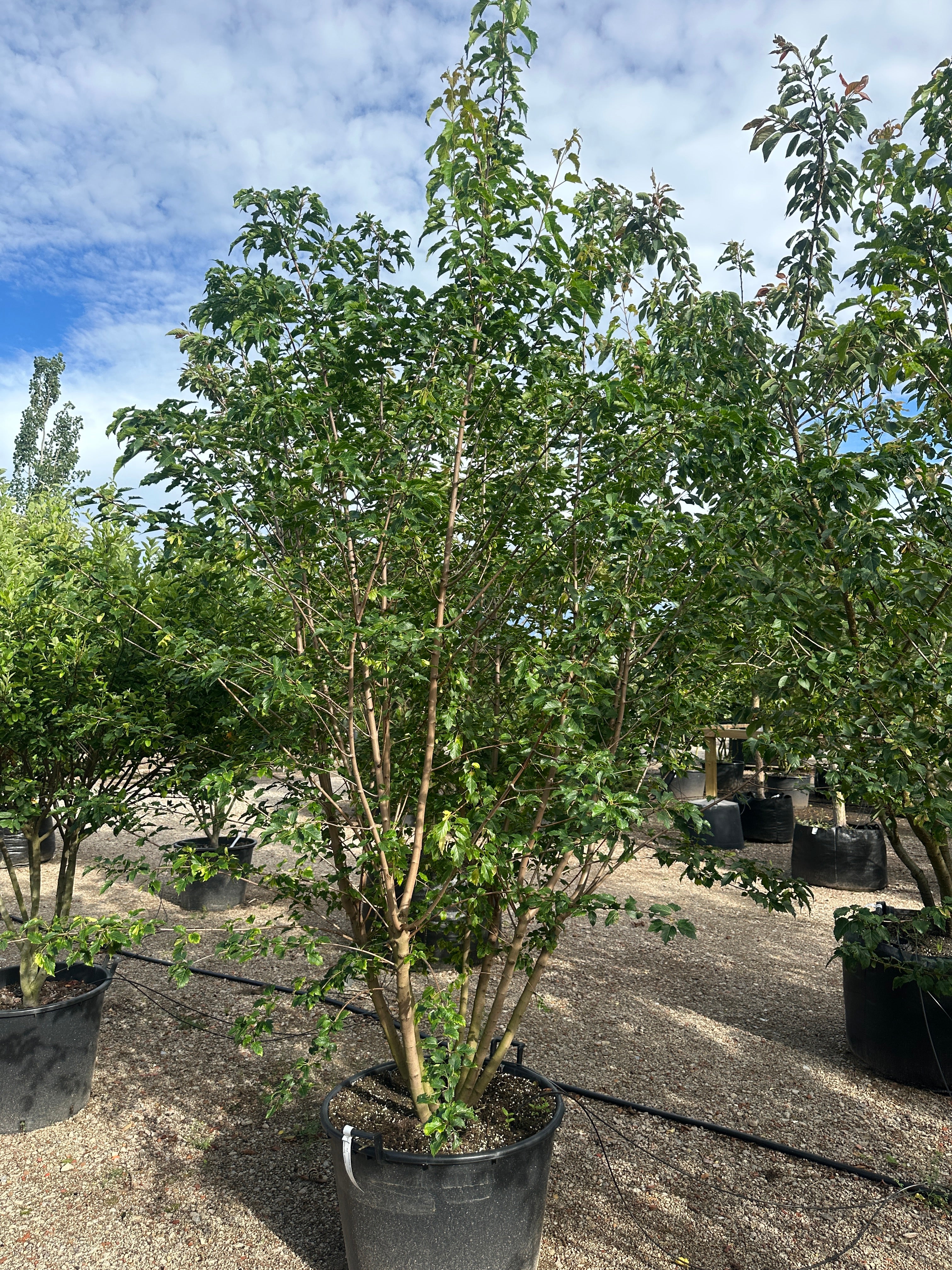 Flerstammet Ildløn - Acer tataricum subsp. ginnala i fuld figur, med grønne blade og synlige stammer fra bunden.