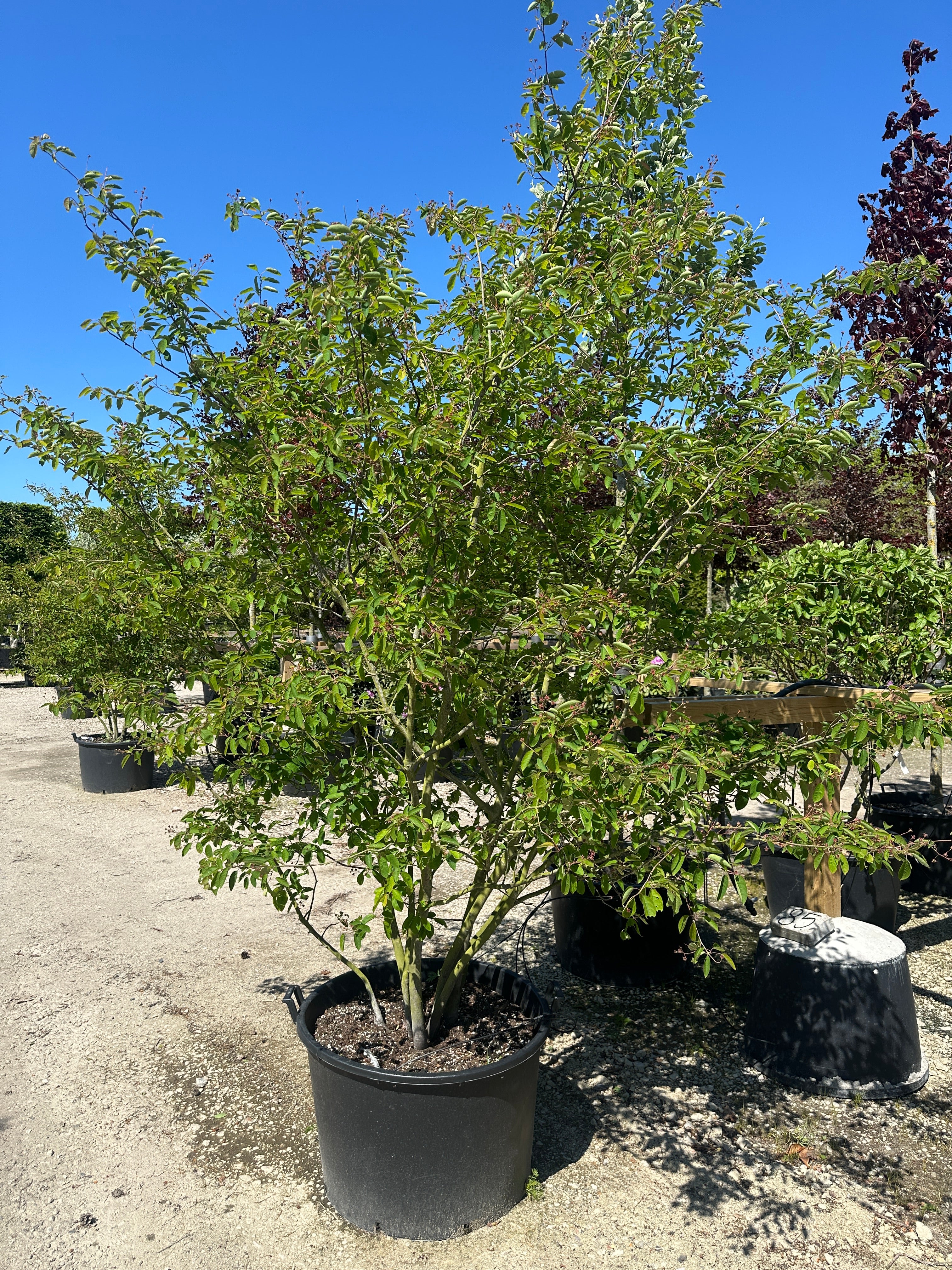 Amelanchier Lamarckii, Multistammet bærmispel med flere synlige og forgrenede stammer i bunden og en bred og luftig krone.