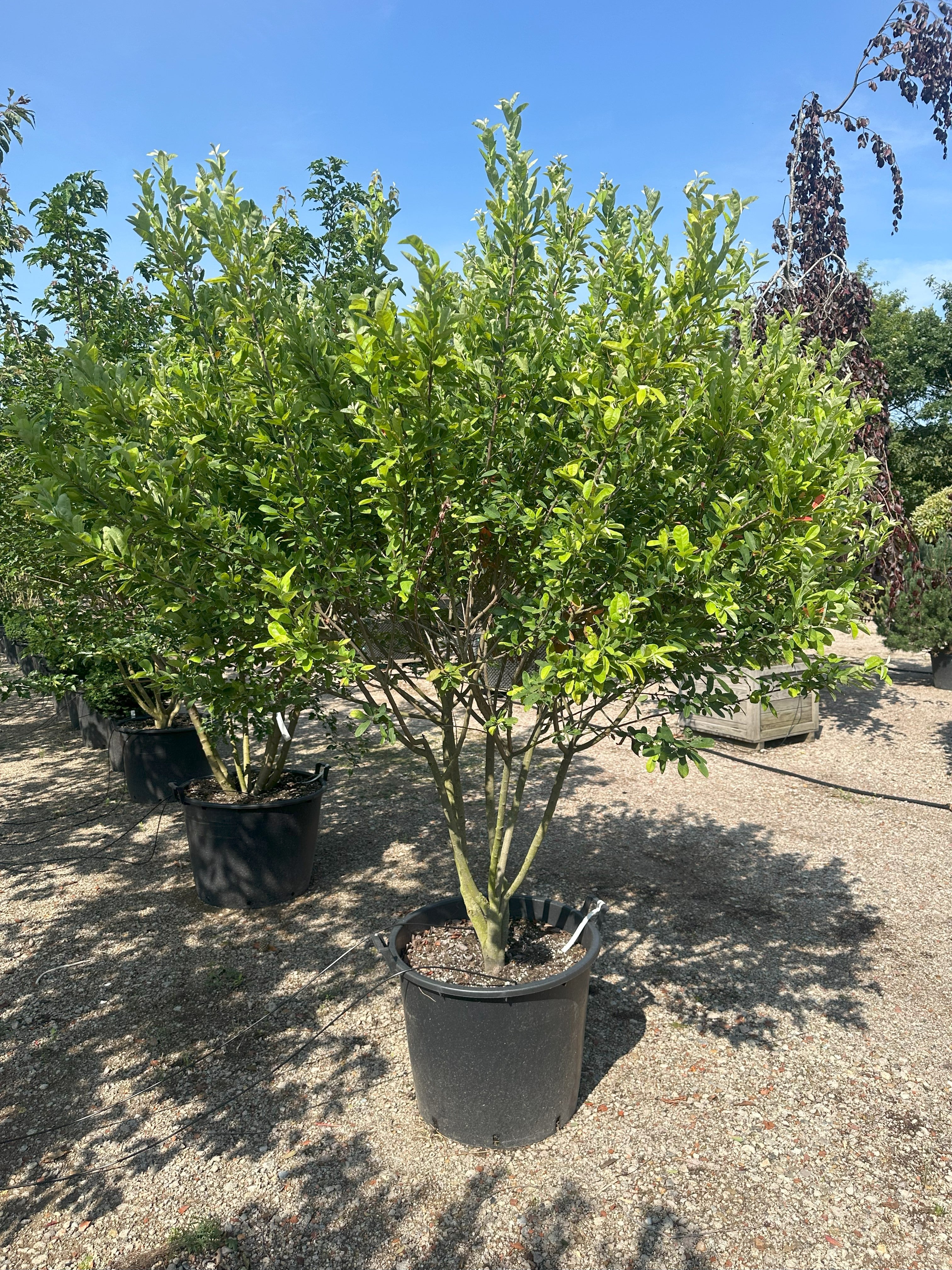 Multistammet Amelanchier canadensis Rainbow Pillar med tæt, grønt sommerløv.