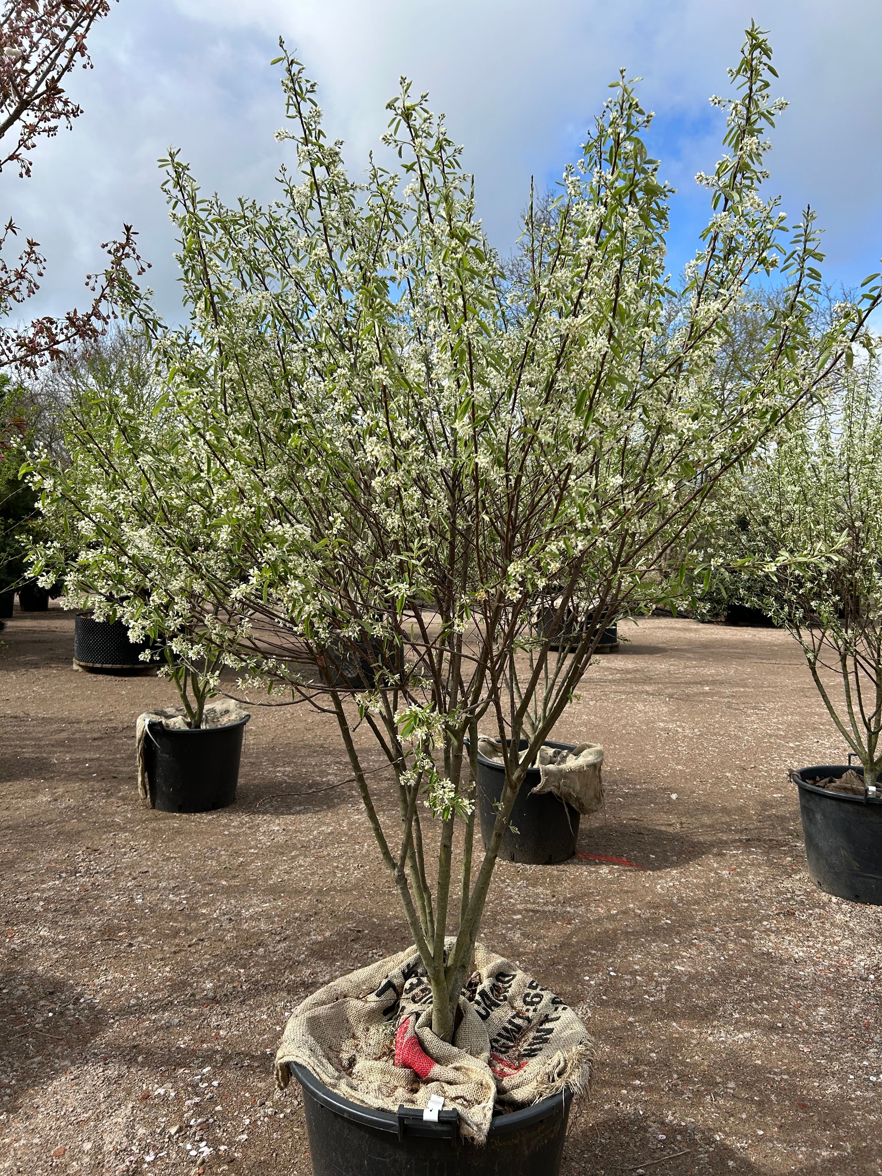 Hele det multistammede bærmispel Rainbow Pillar træ i fuldt forårsflor, hvor en tæt sky af hvide blomster dækker de nøgne, oprette stammer før løvspring.