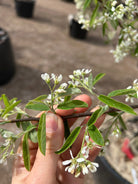 Tidligt udspring af små, hvide forårsblomster på en Amelanchier canadensis Rainbow Pillar.