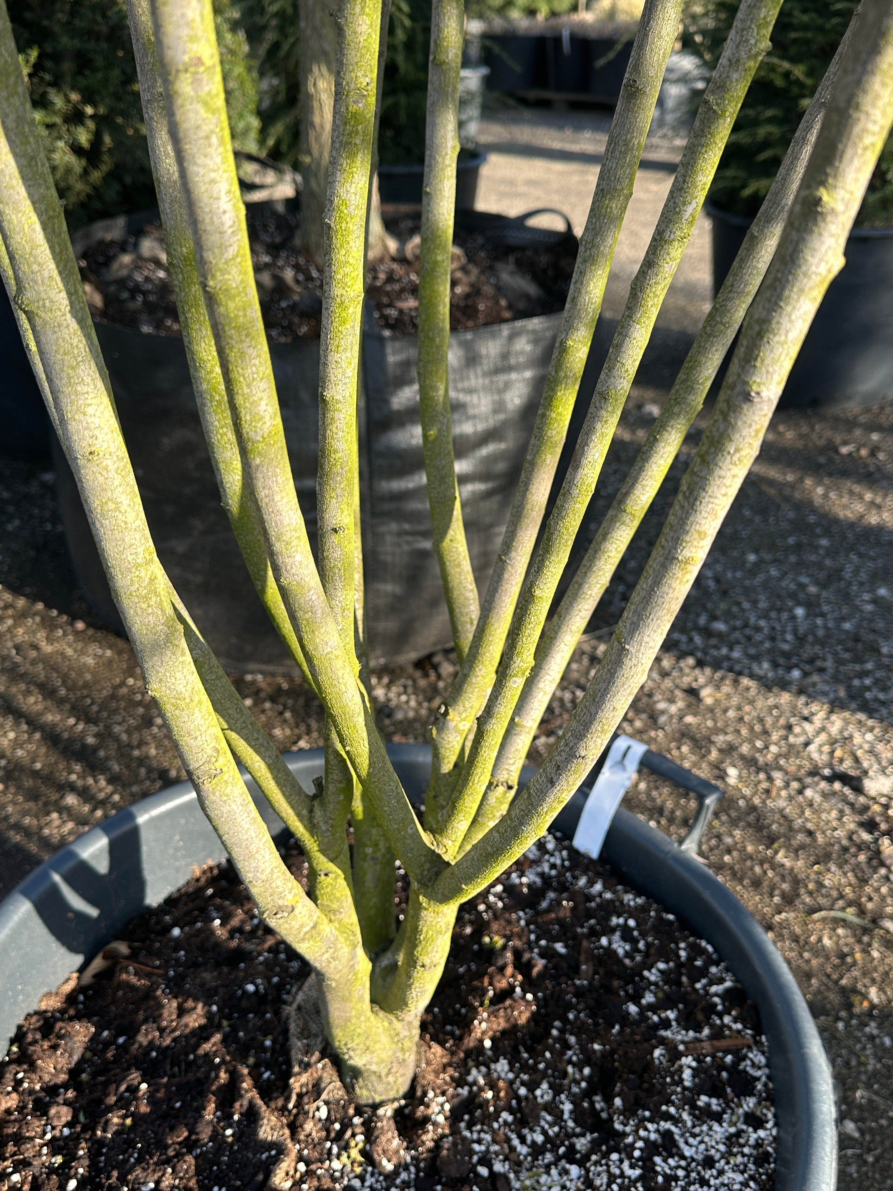 De slanke og oprette, mørkegrå stammer på en multistammet Amelanchier canadensis Rainbow Pillar uden blade i vinterhaven.
