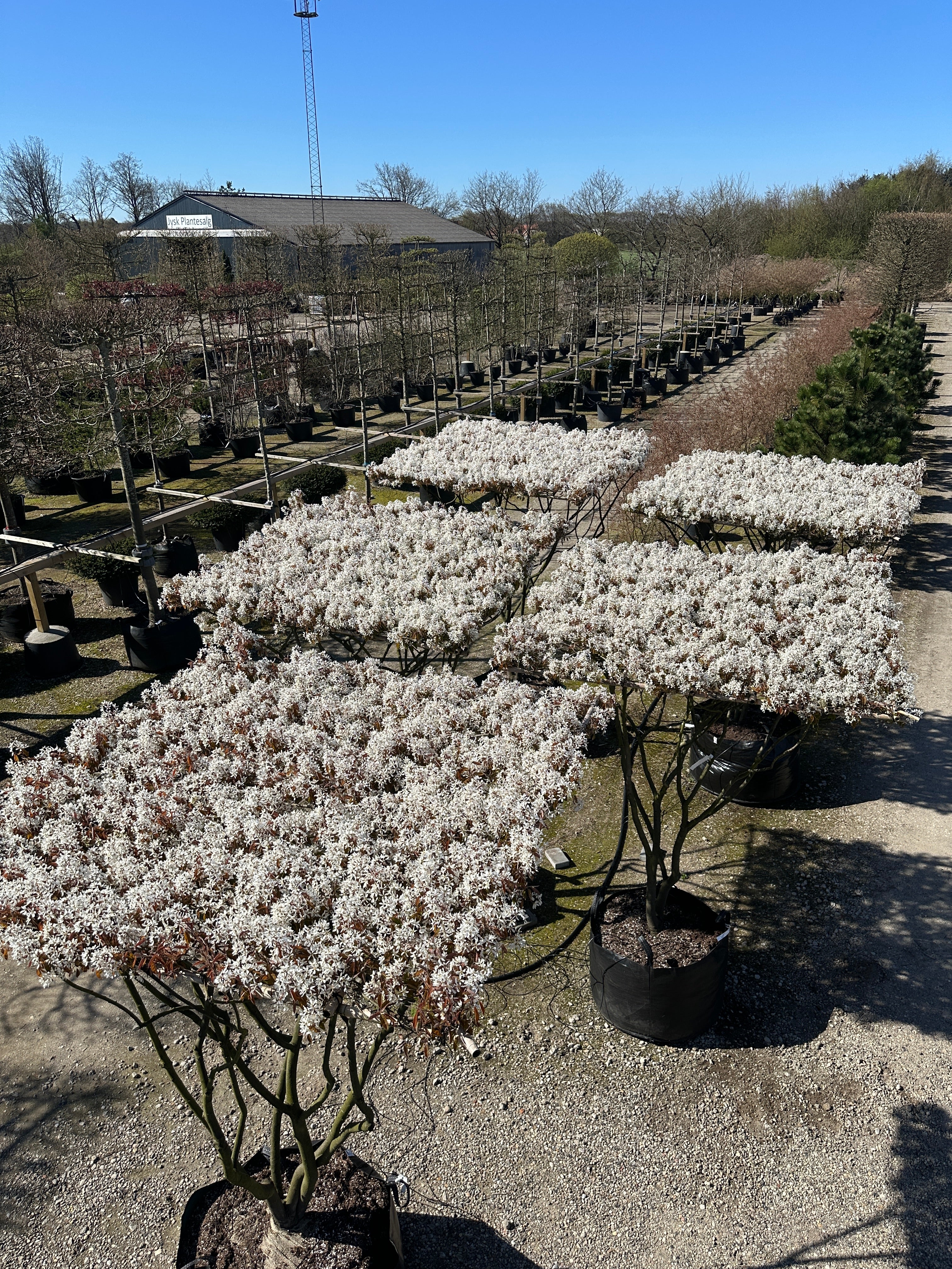  Amelanchier lamarckii-træ i forårsblomst, hvor det vandrette bladtag fremstår som en tæt flade af hvide blomster. 