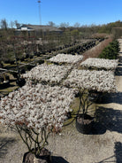 Amelanchier lamarckii-træ i forårsblomst, hvor det vandrette bladtag fremstår som en tæt flade af hvide blomster. 