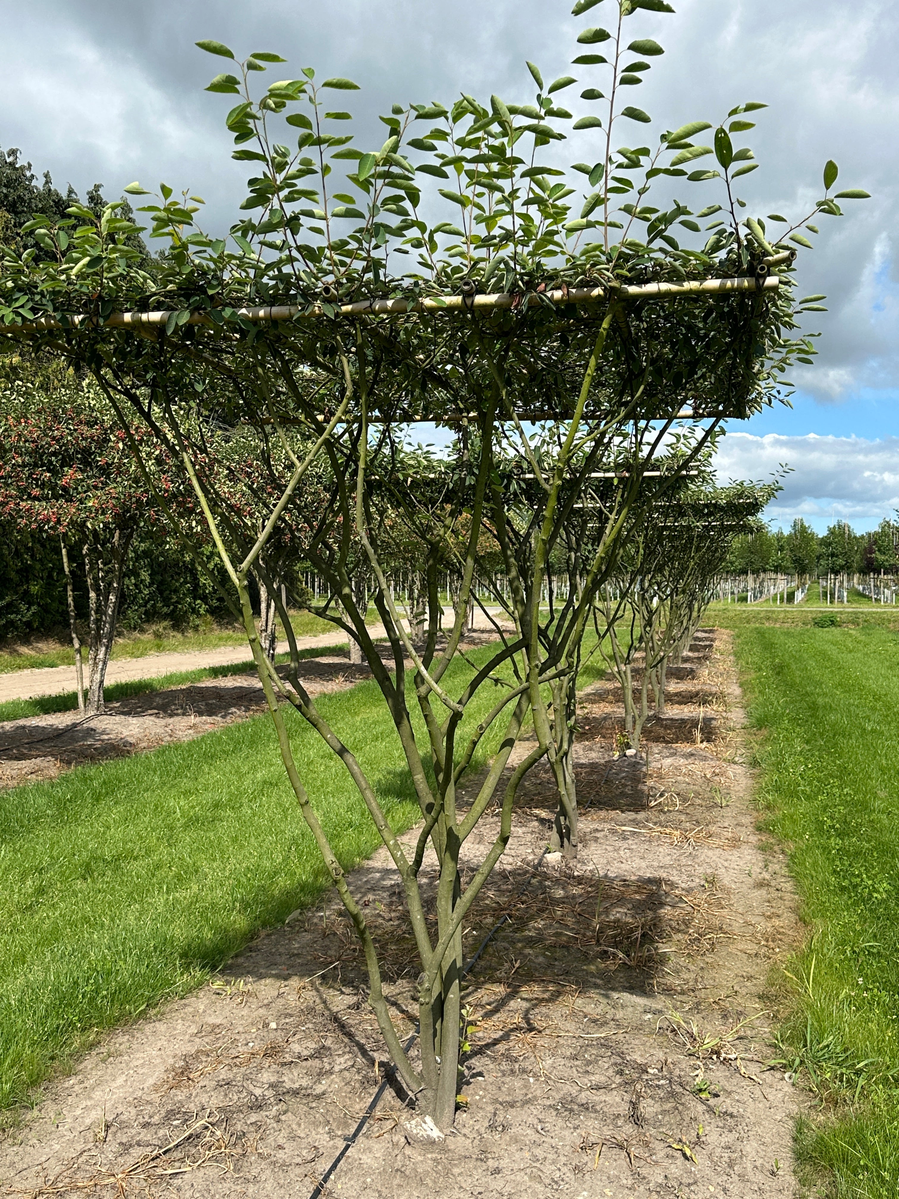 Amelanchier lamarckii der viser træets tydelige stammer og vandrette kroneform.