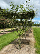 Amelanchier lamarckii der viser træets tydelige stammer og vandrette kroneform.