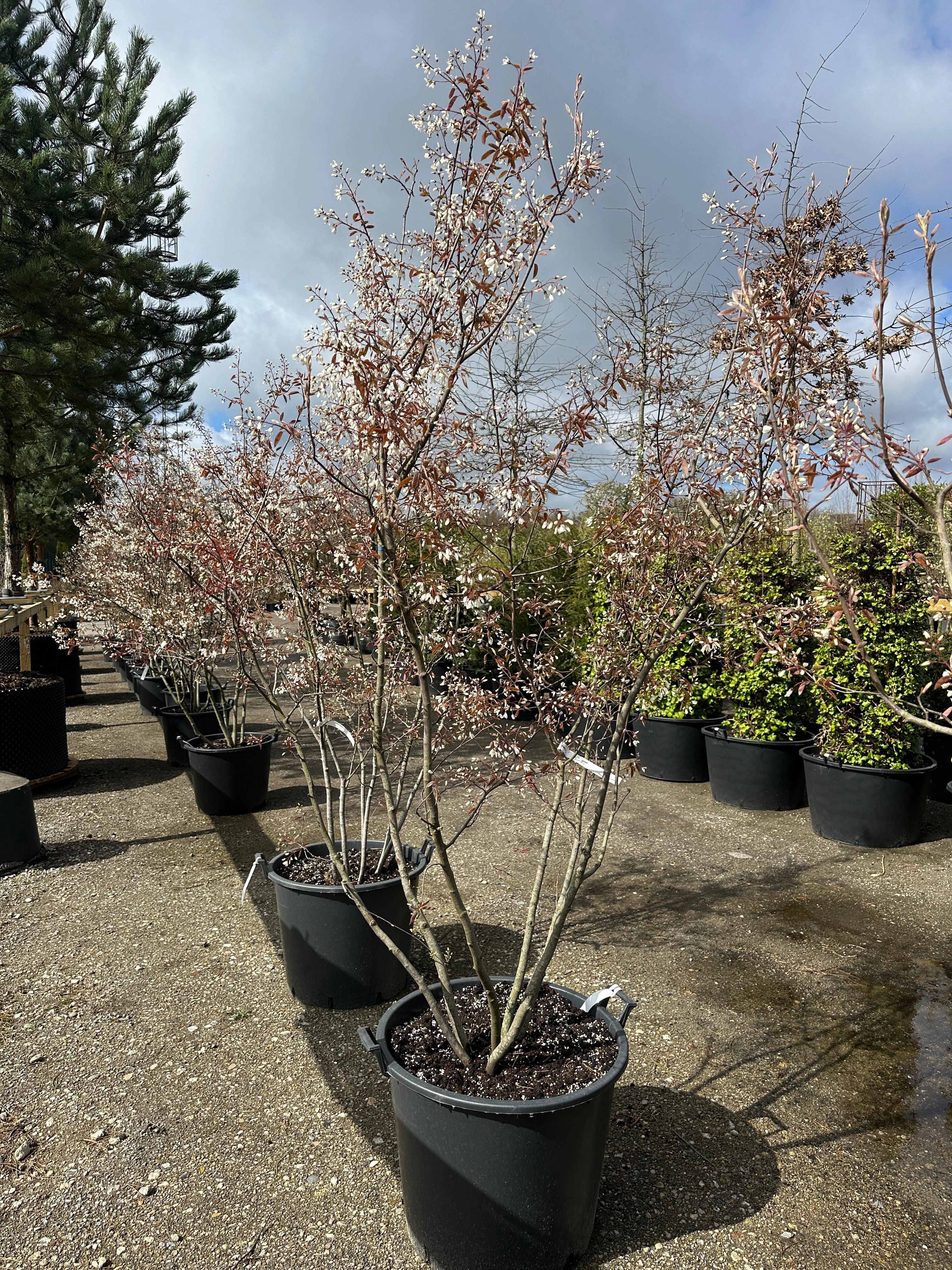 Multistammet Amelanchier lamarckii-bærmispel, hvor de mange slanke hovedstammer bærer en bred krone, der står med hvide forårsblomster side om side med de første nyudsprungne, lysegule og kobberfarvede blade.