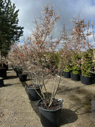 Multistammet Amelanchier lamarckii-bærmispel, hvor de mange slanke hovedstammer bærer en bred krone, der står med hvide forårsblomster side om side med de første nyudsprungne, lysegule og kobberfarvede blade.