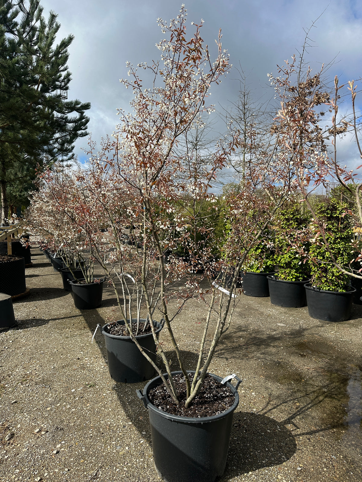 Multistammet Amelanchier lamarckii-bærmispel, hvor de mange slanke hovedstammer bærer en bred krone, der står med hvide forårsblomster side om side med de første nyudsprungne, lysegule og kobberfarvede blade.