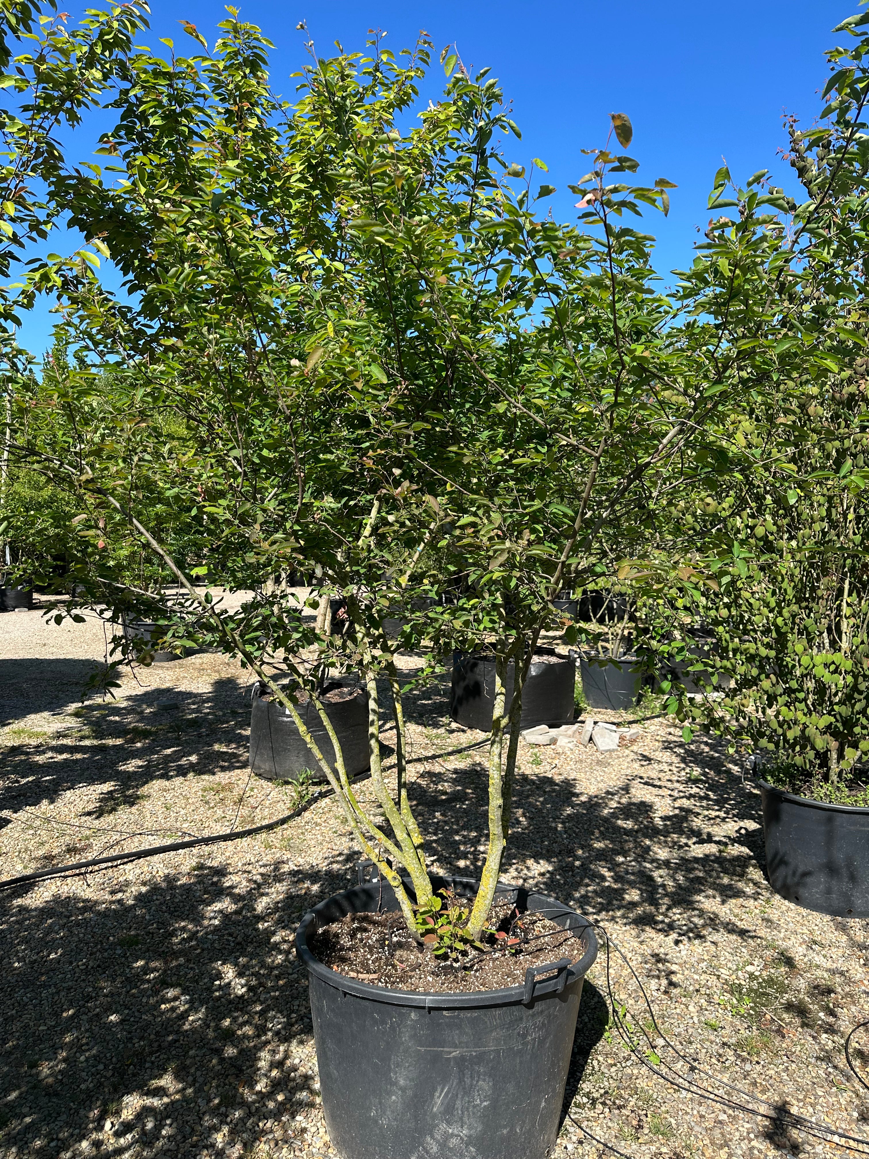 Multistammet Amelanchier lamarckii-bærmispel om sommeren, hvor de mange slanke og opadstræbende hovedstammer bærer en bred, løs krone fuldt dækket af friske, matgrønne blade.