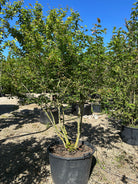 Multistammet Amelanchier lamarckii-bærmispel om sommeren, hvor de mange slanke og opadstræbende hovedstammer bærer en bred, løs krone fuldt dækket af friske, matgrønne blade.