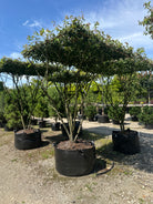 Amelanchier lamarckii der viser træets tydelige stammer og vandrette kroneform. 