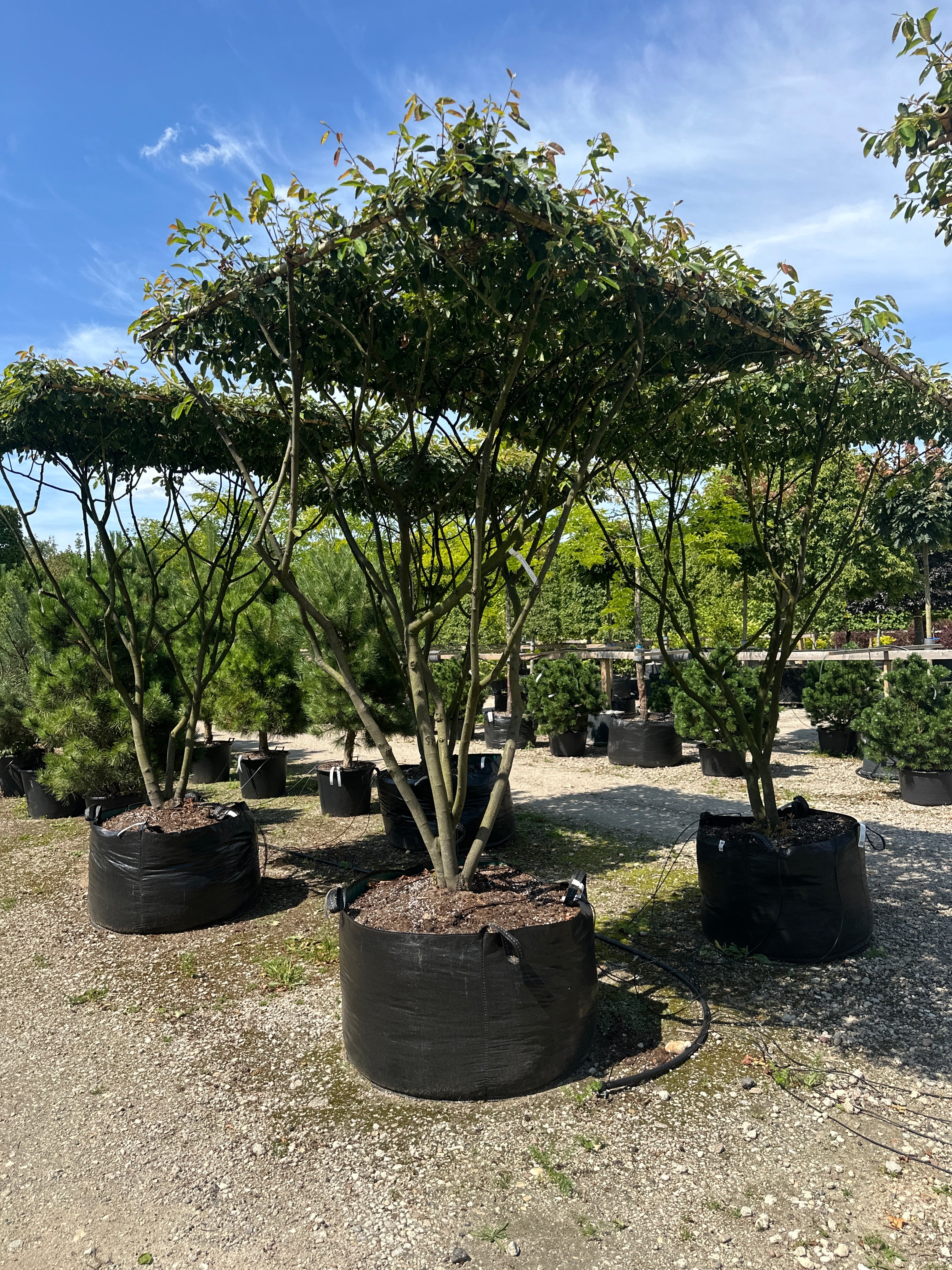 Amelanchier lamarckii der viser træets tydelige stammer og vandrette kroneform. 