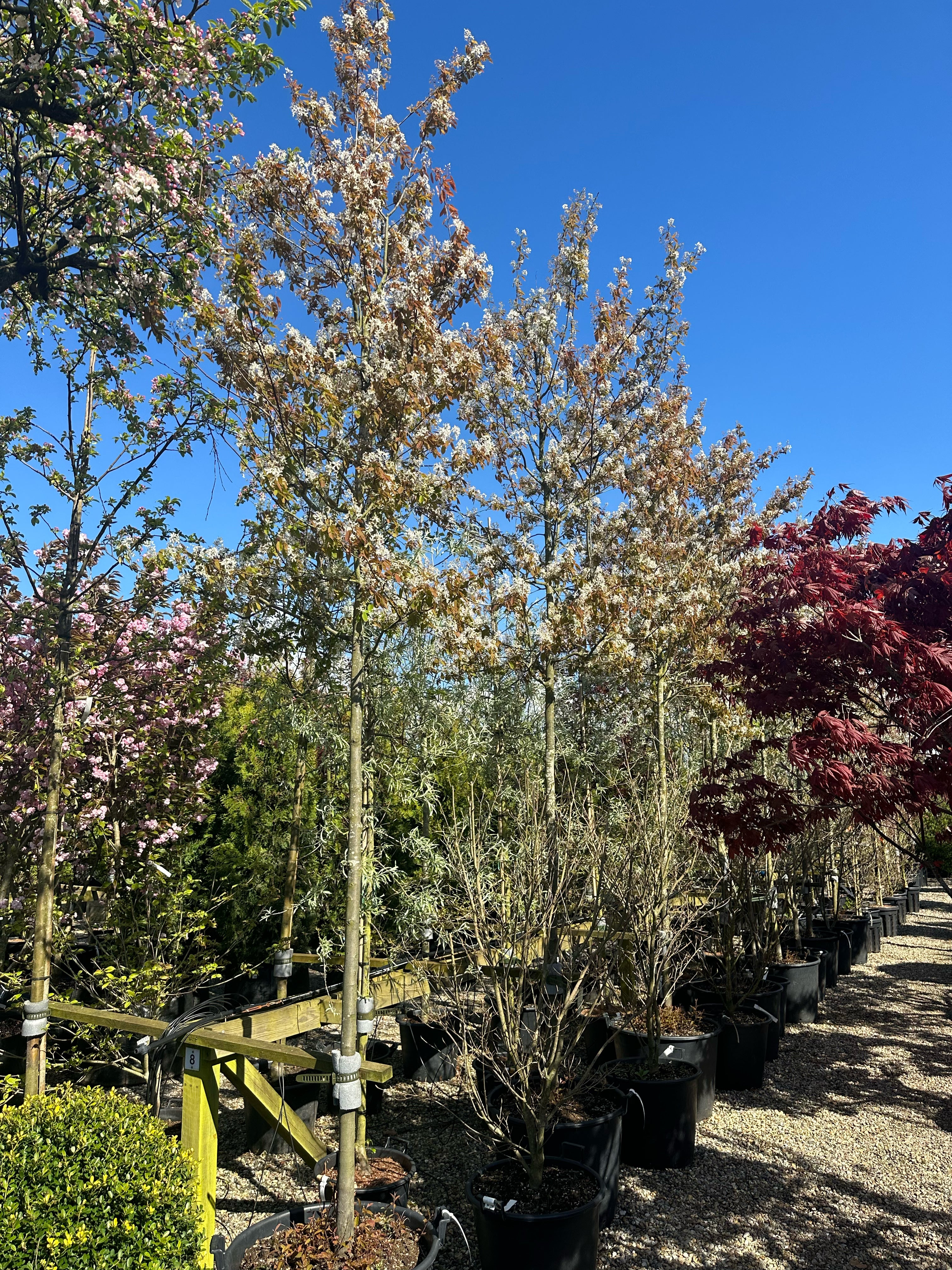 Opstammet Amelanchier lamarckii-bærmispel, hvor den runde krone på den bare stamme står med hvide forårsblomster side om side med de første nyudsprungne, lysegule og kobberfarvede blade.