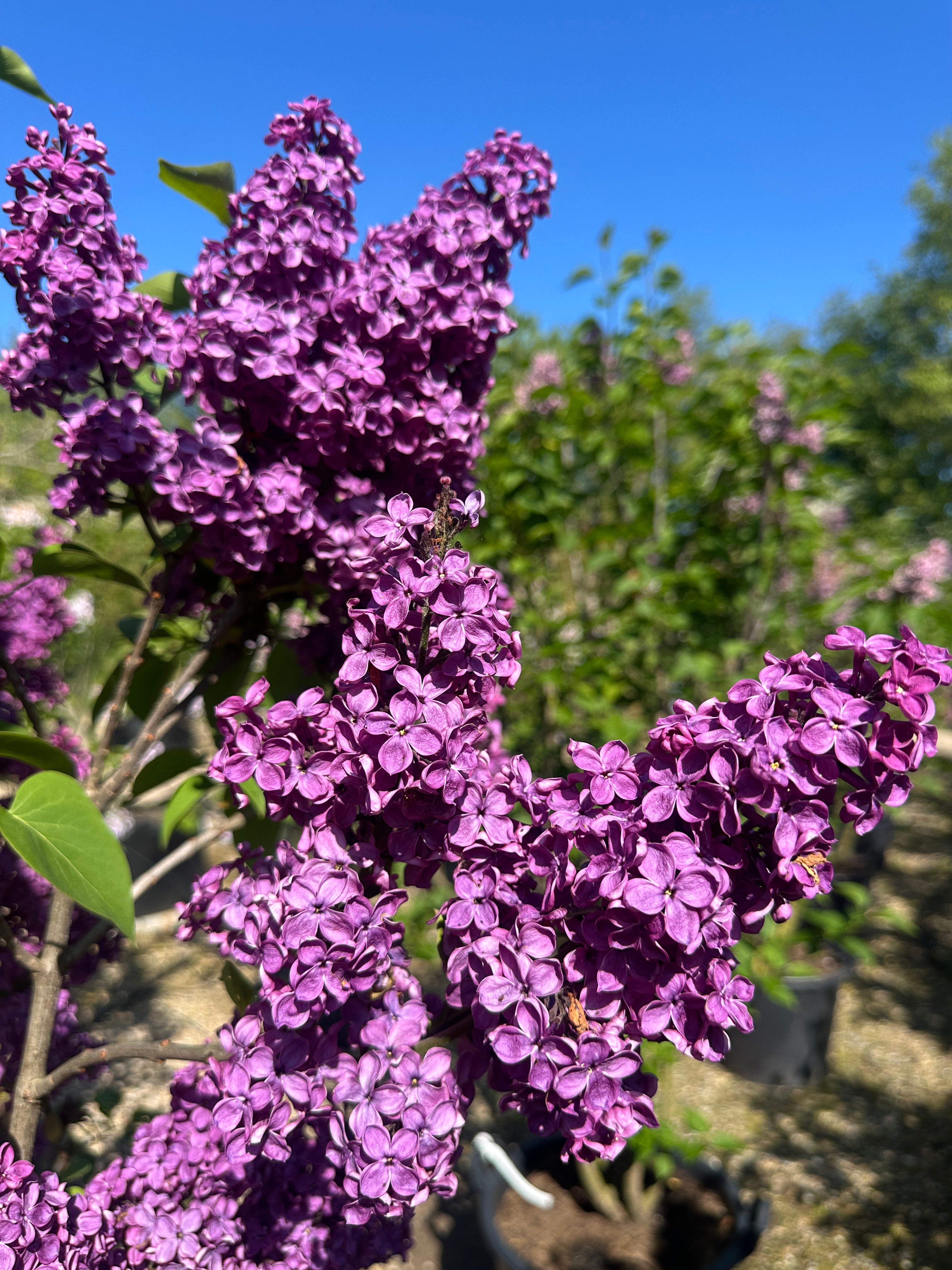 Multistammet ægte syren 'Andenken an Ludwig Späth' i fuld blomst med store, oprette klaser af mørklilla, duftende blomster.